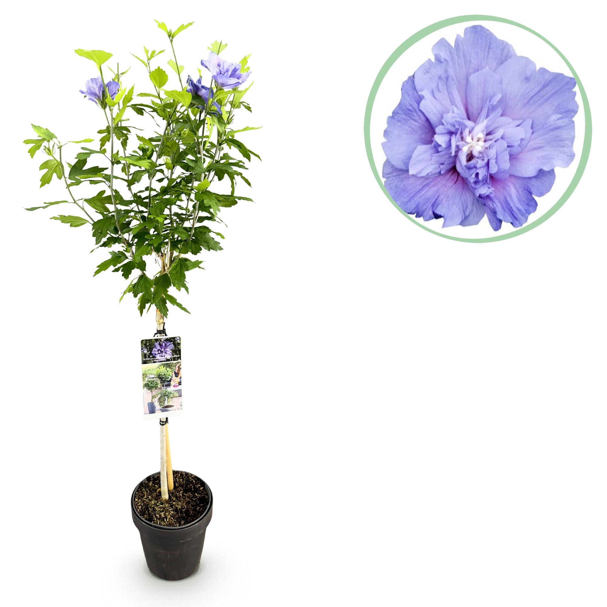 Hibiscus Blue Chiffon® – pianta standard decidua, facile da curare, vaso da 19 cm, altezza 90 cm