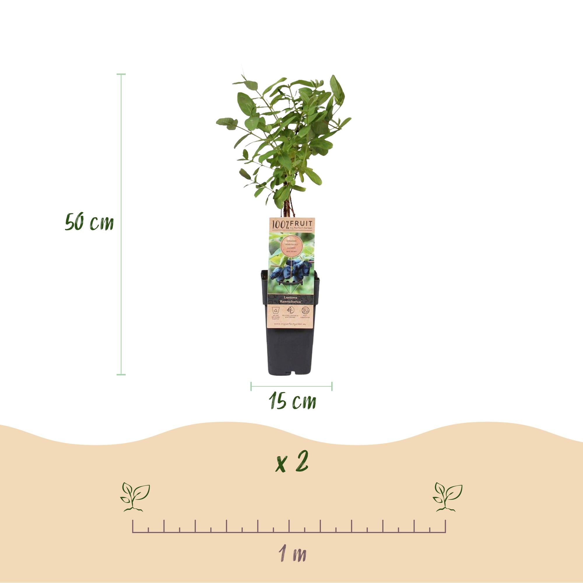 Honeyberry (Lonicera caerulea 'Kamchatika') – 2 piante, vaso da 15 cm, altezza 50 cm