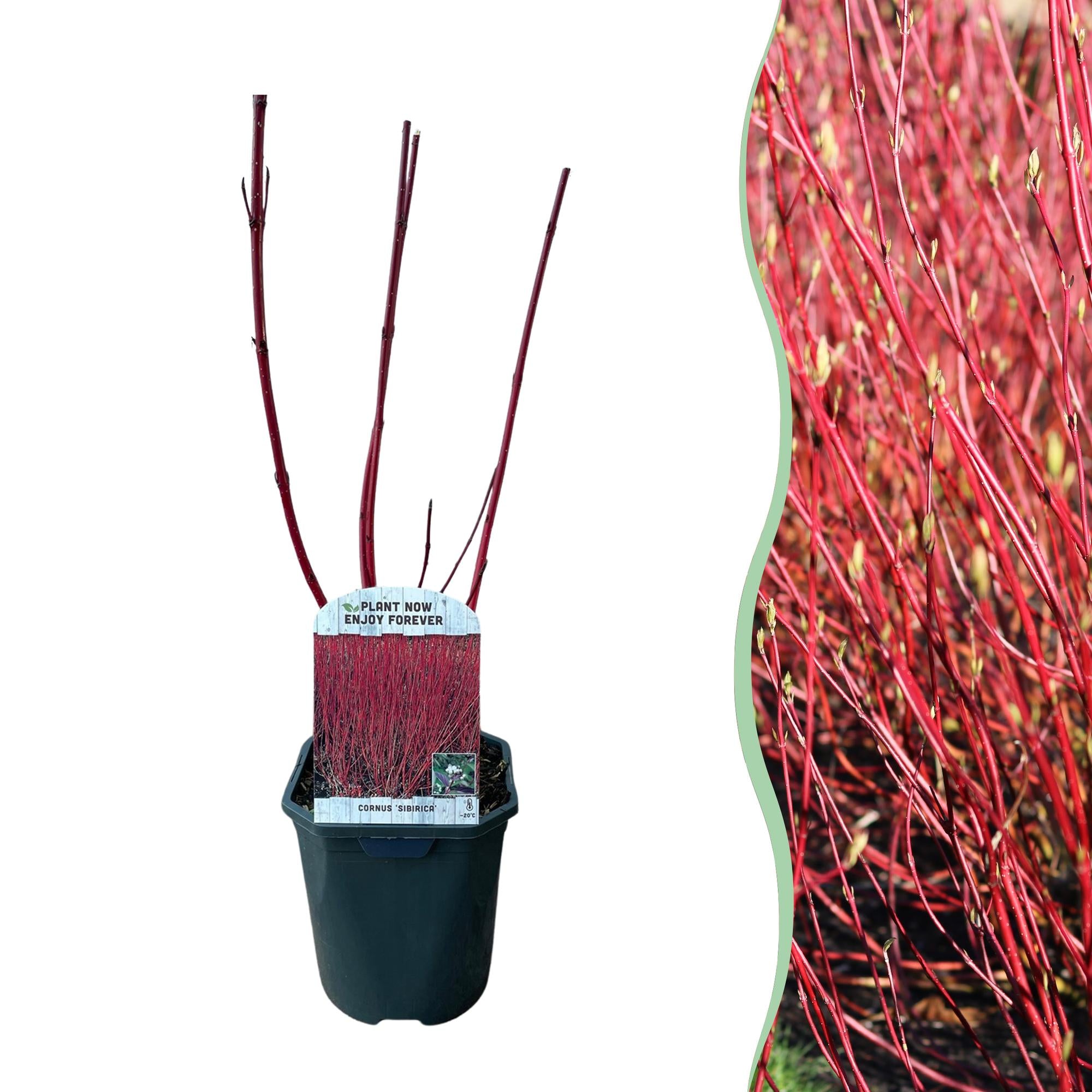 Cornus sibirica – arbusto ornamentale deciduo, rami rossi, vaso 17 cm, 45 cm