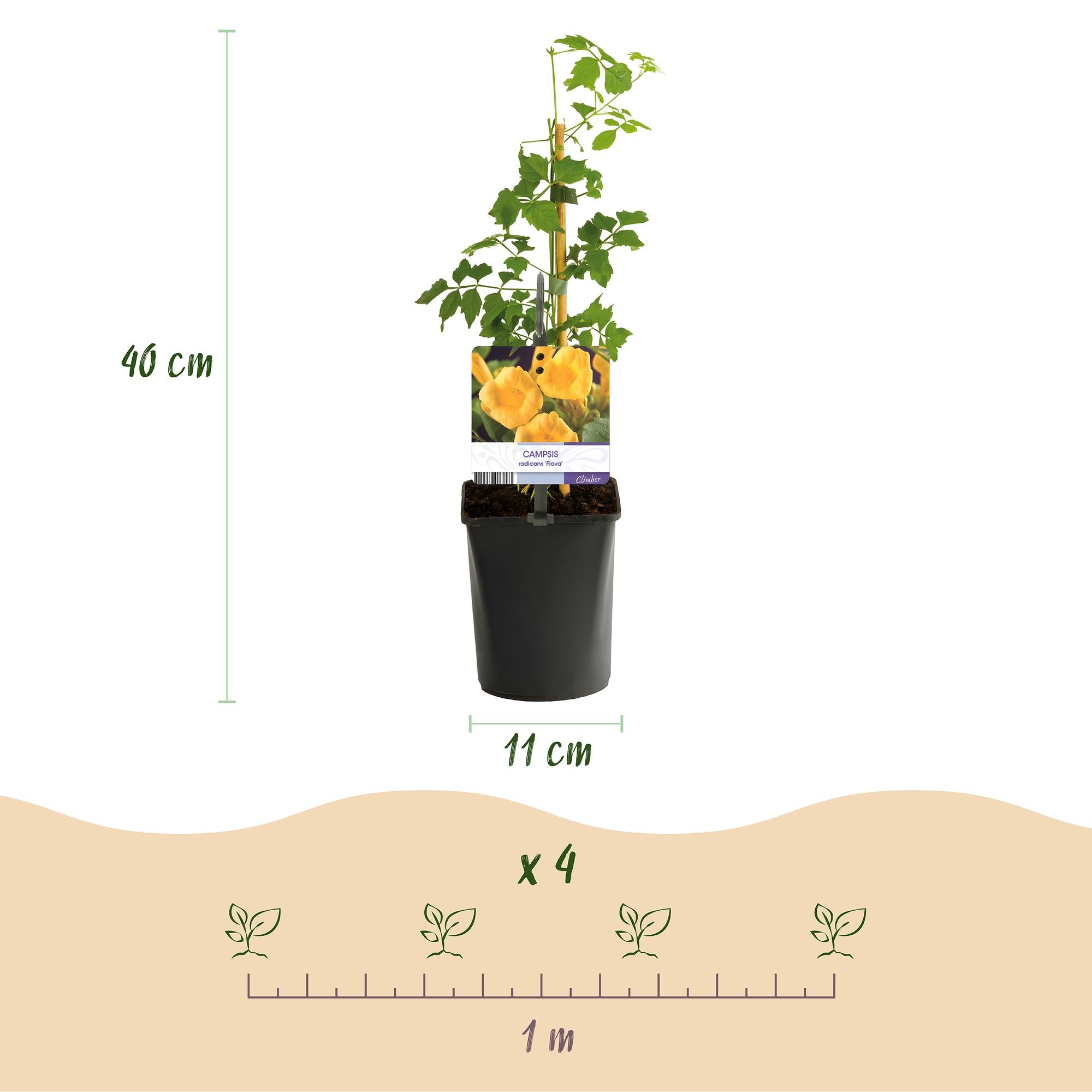Campsis radicans 'Flava' – trombetta a fioritura gialla, 2 piante, vaso da 11 cm, altezza 40 cm