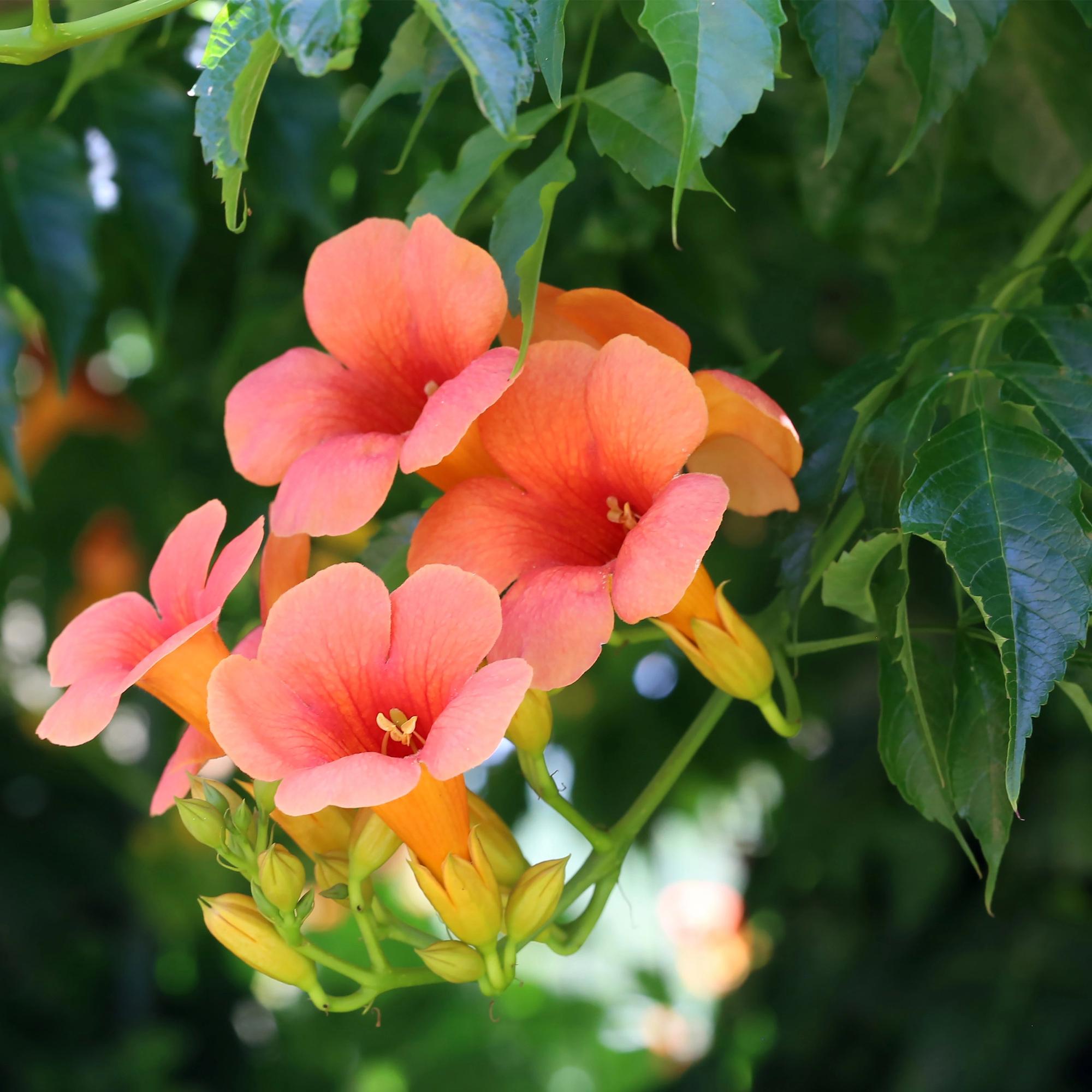 Campsis radicans 'Madame Galen' – Trombetta, fioritura arancione, 2 piante, vaso da 11 cm, altezza 40 cm
