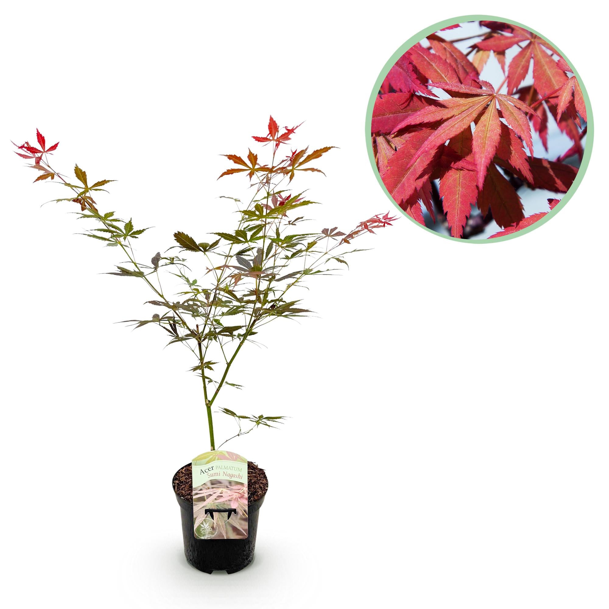 Japanese maple 'Sumi-nagashi' – red, deciduous, 19 cm pot, 70 cm tall