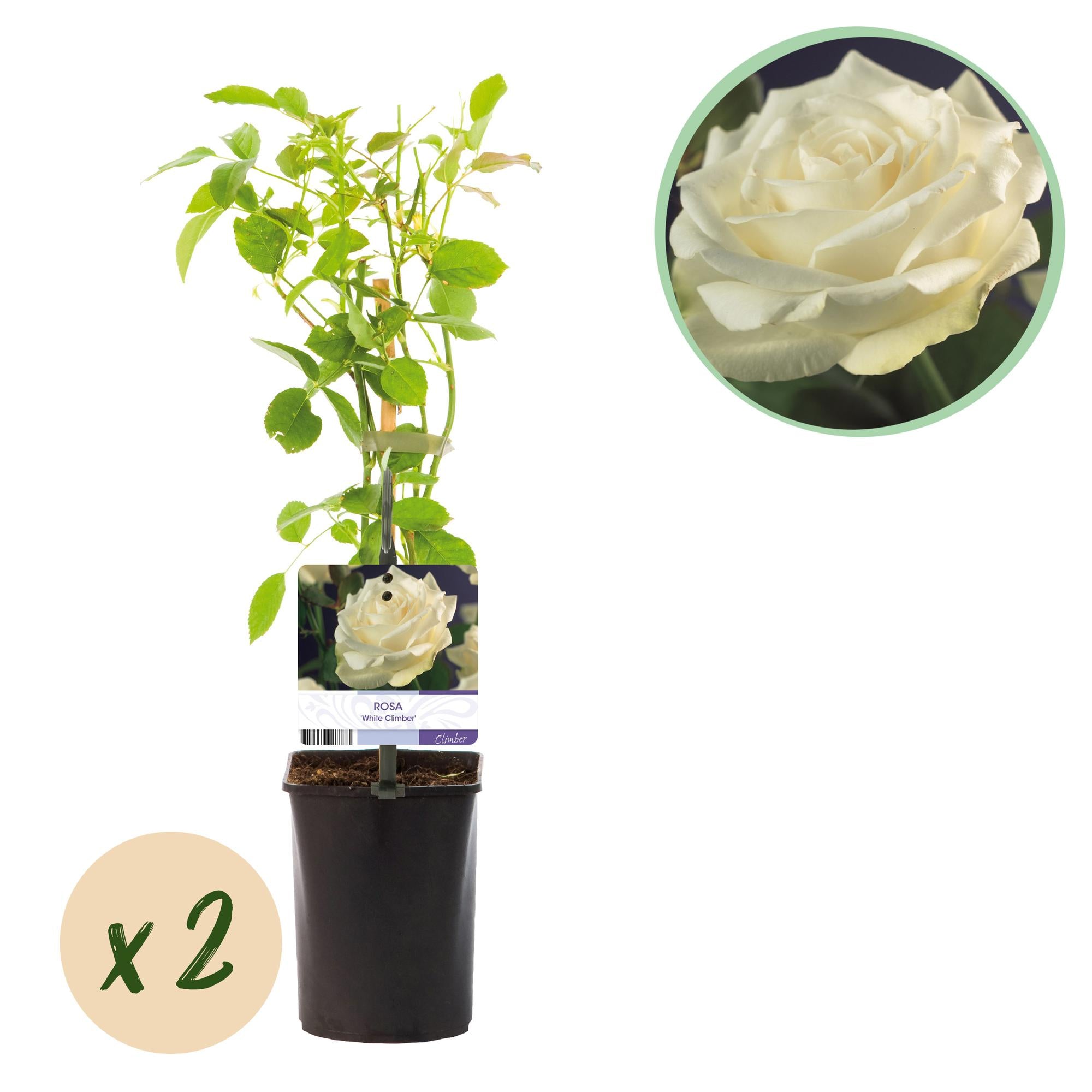 Climbing rose 'White Climber' – white flowers, easy to care for, 2 plants in an 11 cm pot, 40 cm tall