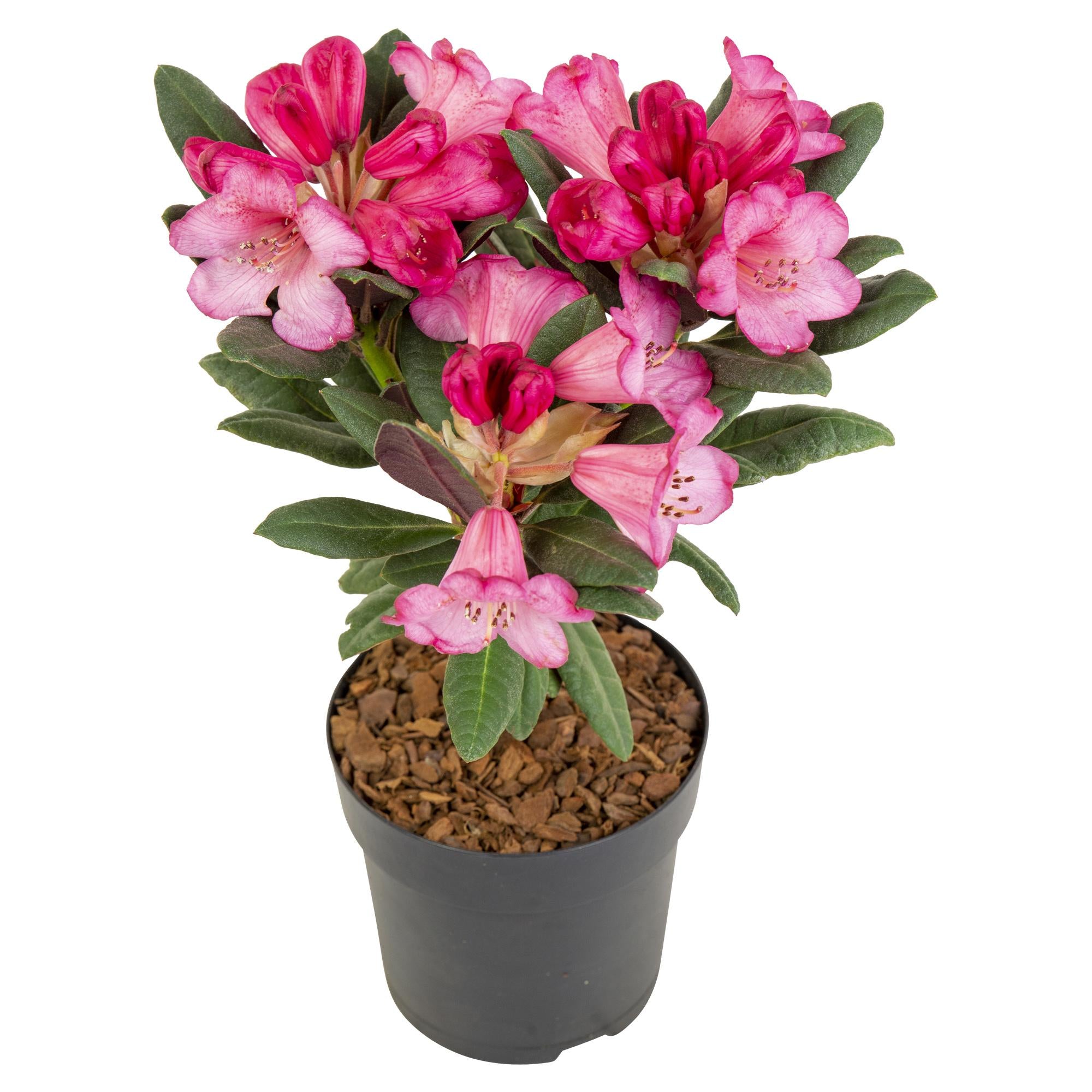 Rhododendron 'Wine & Roses' – evergreen, 13 cm pot, 20 cm tall