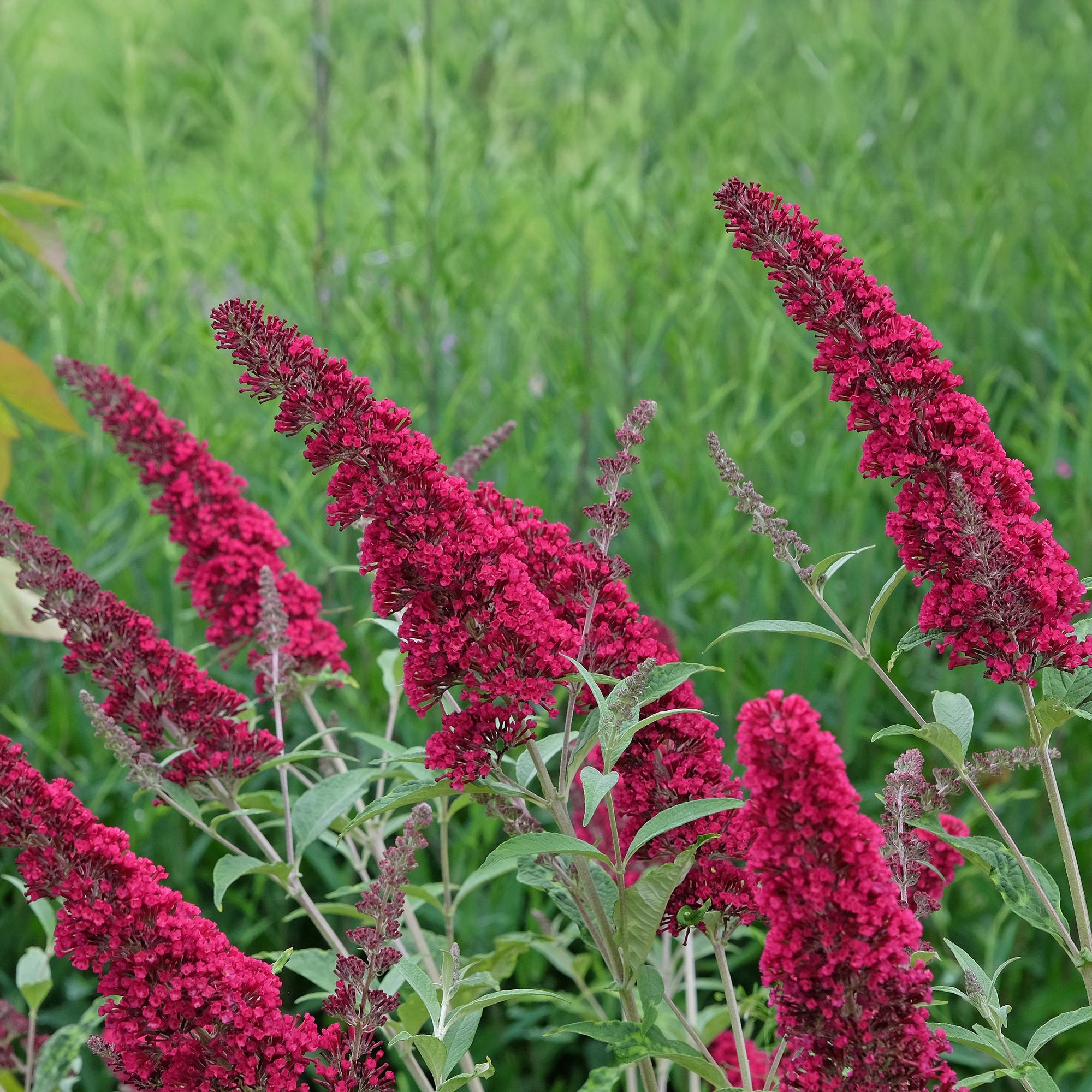 Butterfly bush 'Royal Red' – red flowering, 1 plant, 17 cm pot, 25 cm tall
