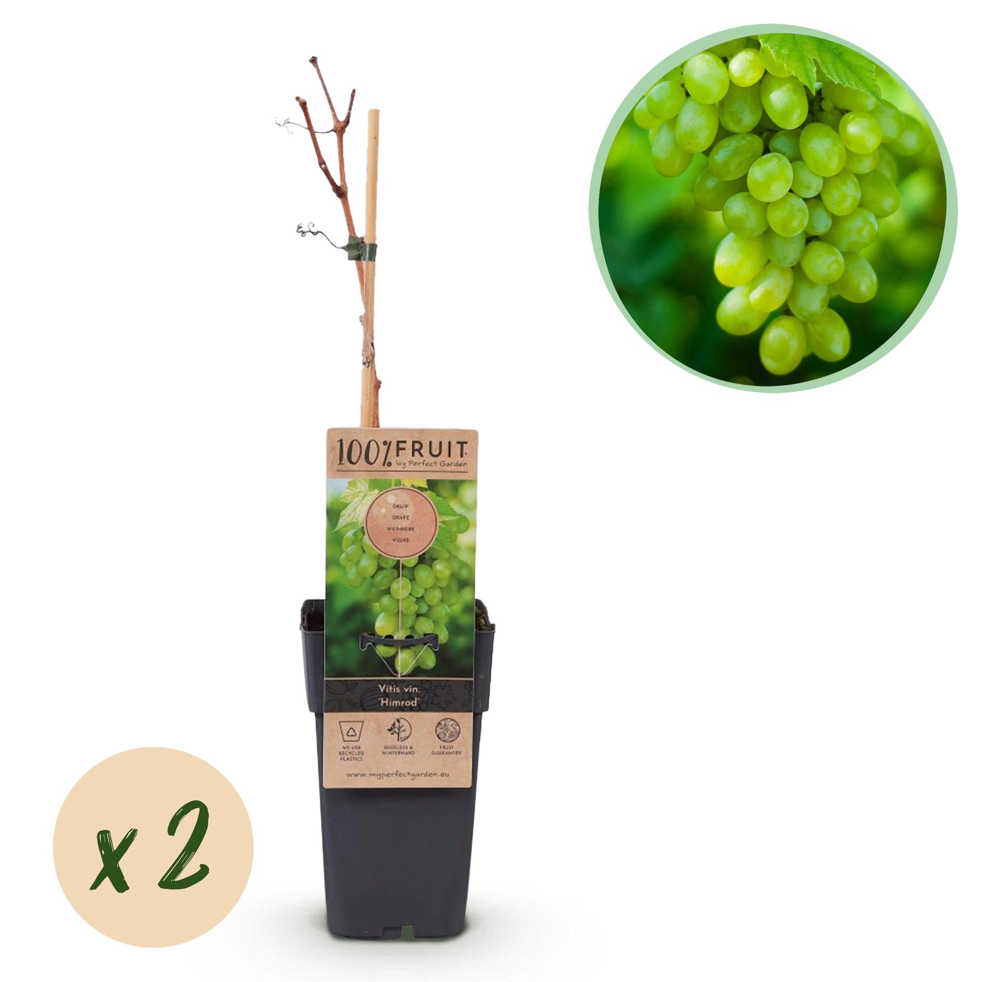 Vitis vinifera 'Himrod' – uva da tavola bianca senza semi, 2 piante, vaso da 15 cm, altezza 50 cm