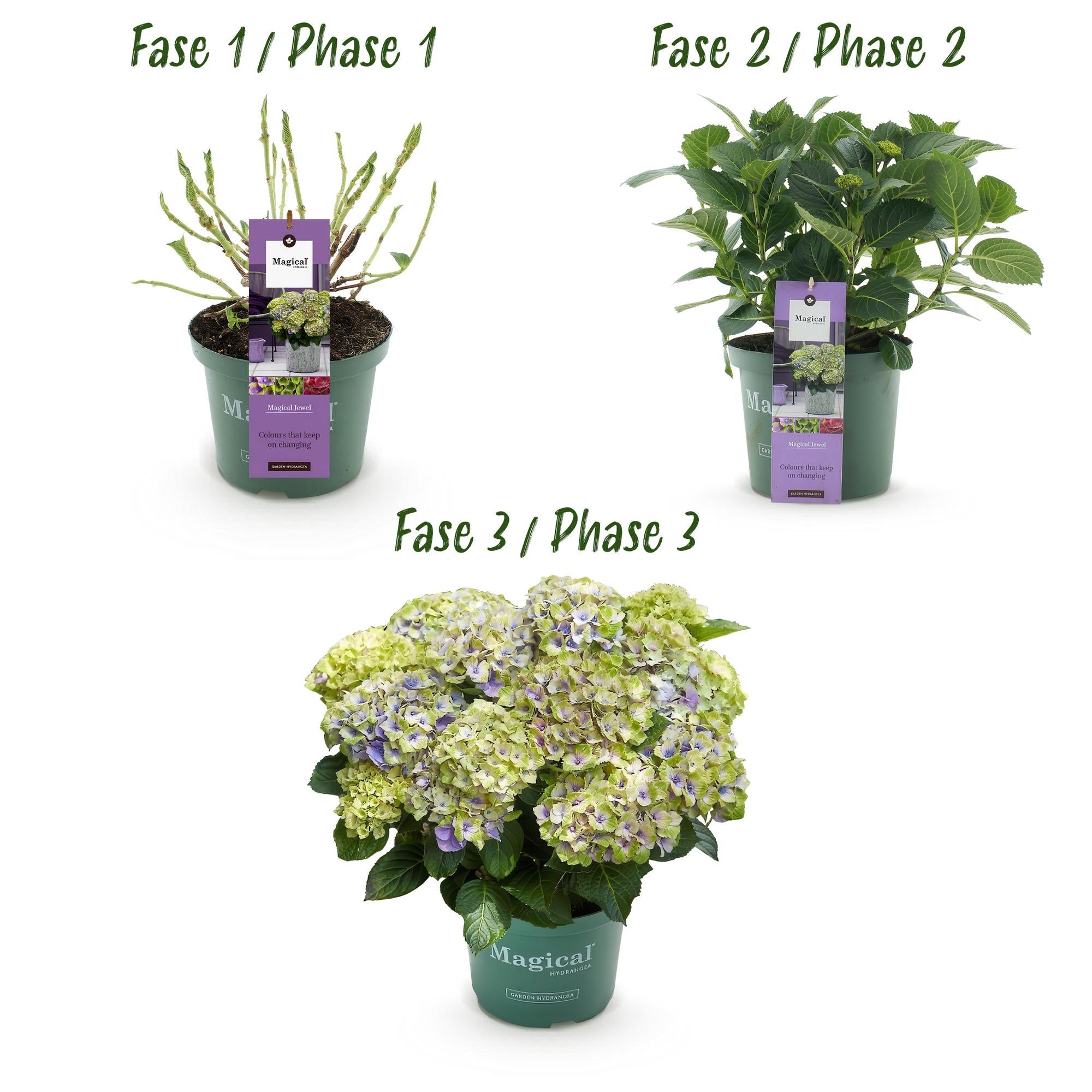 Hydrangea 'Magical Jewel' Blue – Hydrangea, 6–10 flowers – 23cm pot, 55cm tall