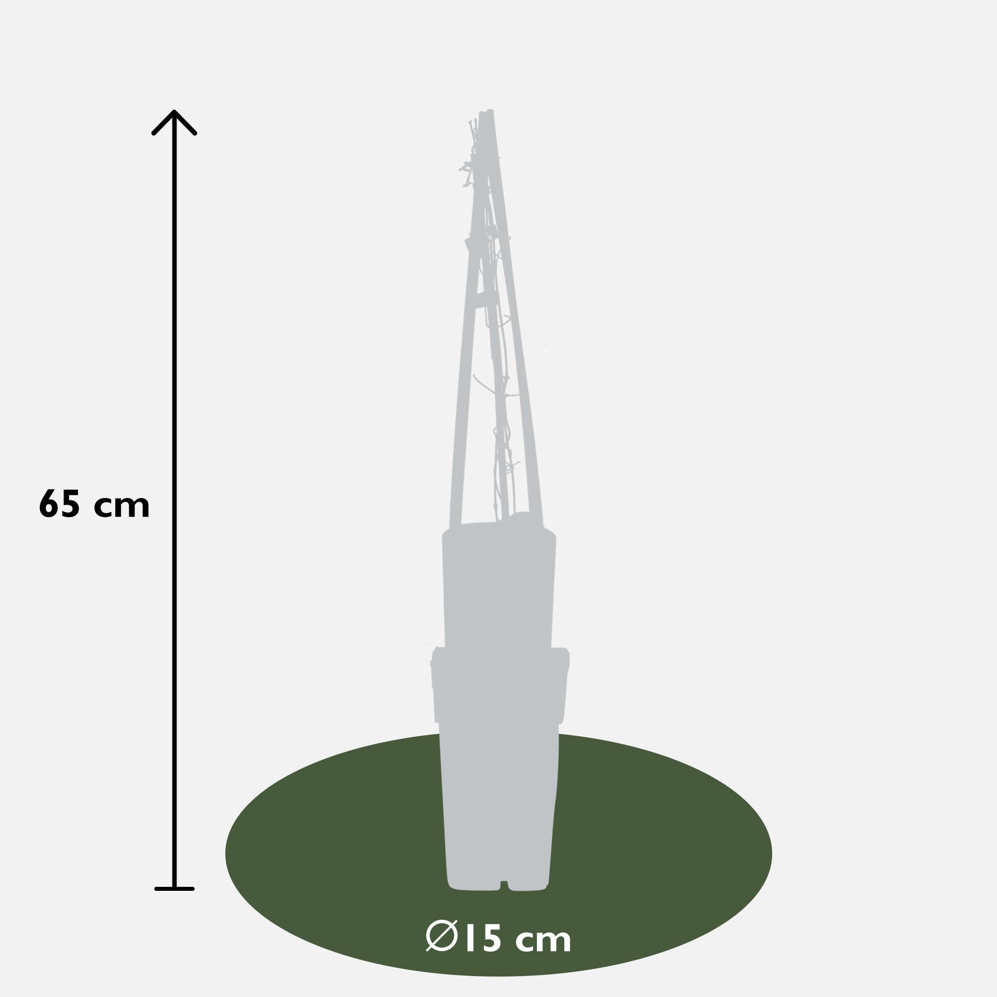 Clematis 'Multi Blue' – large-flowered, blue-violet climbing plant, 15 cm pot, 65 cm tall