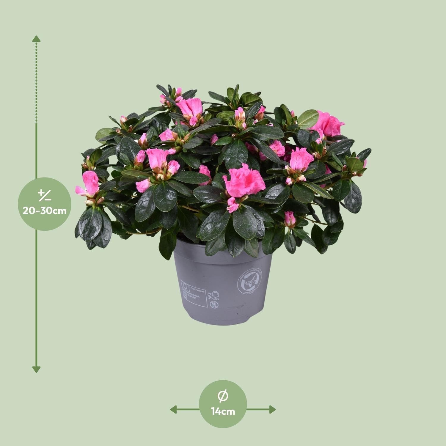 Azalea ‘Rose Vogel’ – kompakte Blütenpflanze, 14 cm Topf, 30 cm Höhe