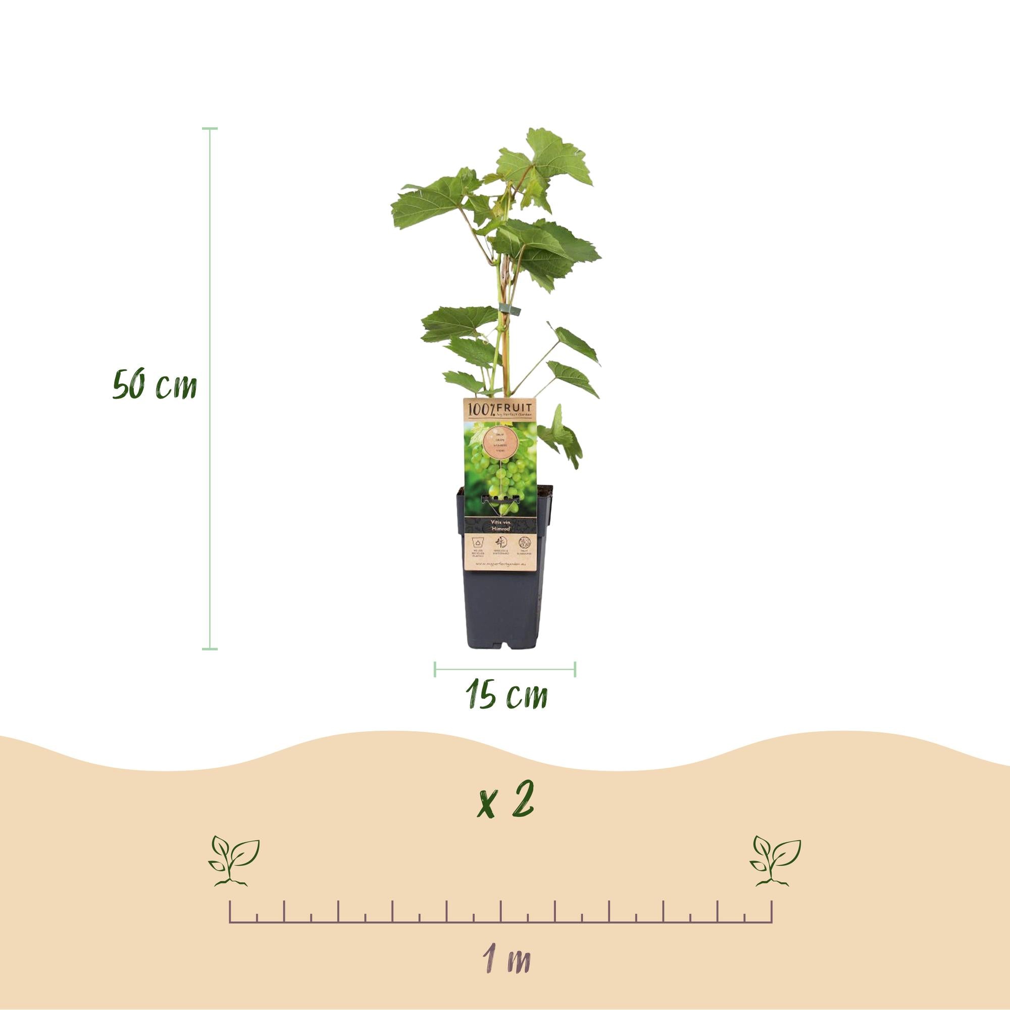 Vitis vinifera 'Himrod' – uva da tavola bianca senza semi, 2 piante, vaso da 15 cm, altezza 50 cm