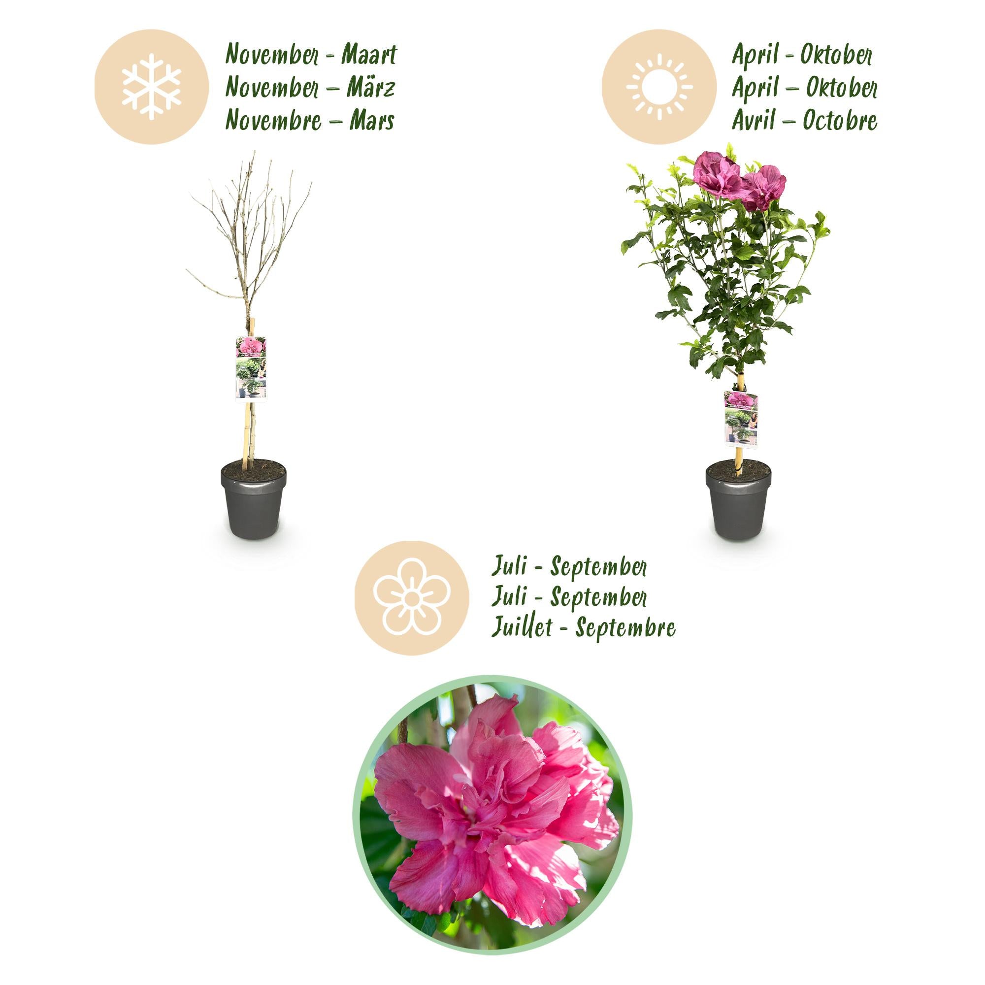 Hibiscus standard 'Magenta Chiffon'® – pianta da patio resistente, vaso da 19 cm, altezza 90 cm