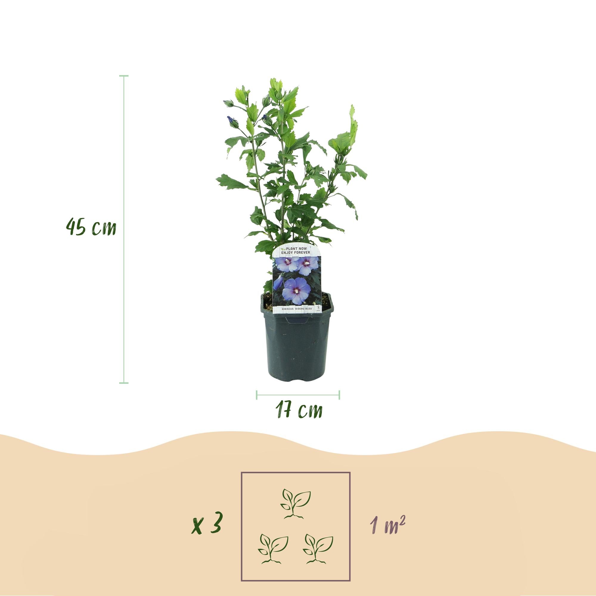 Ibisco da giardino 'Oiseau Blue' – fiori blu, 1 pianta, vaso da 17 cm, altezza 45 cm