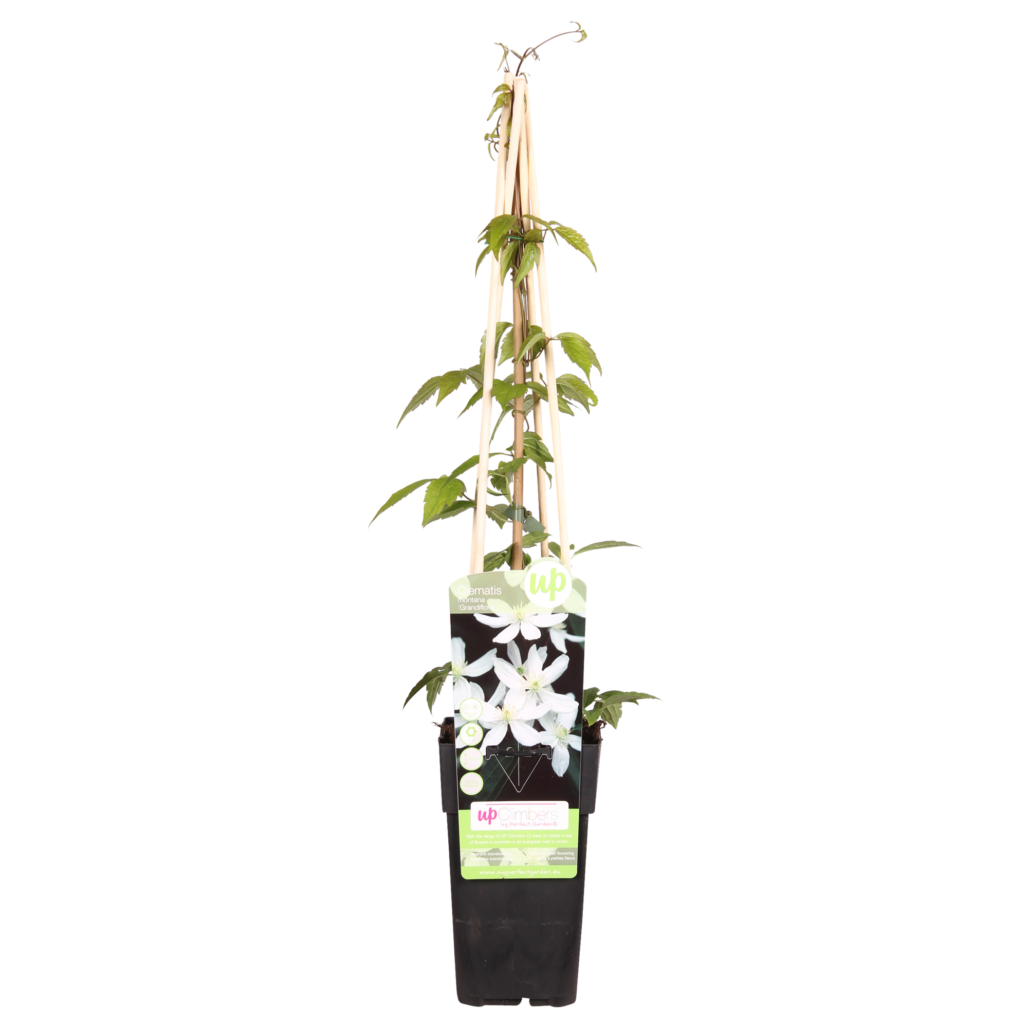 Clematis 'Grandiflora' – vigorous climbing plant with white flowers, 15 cm pot, 65 cm tall