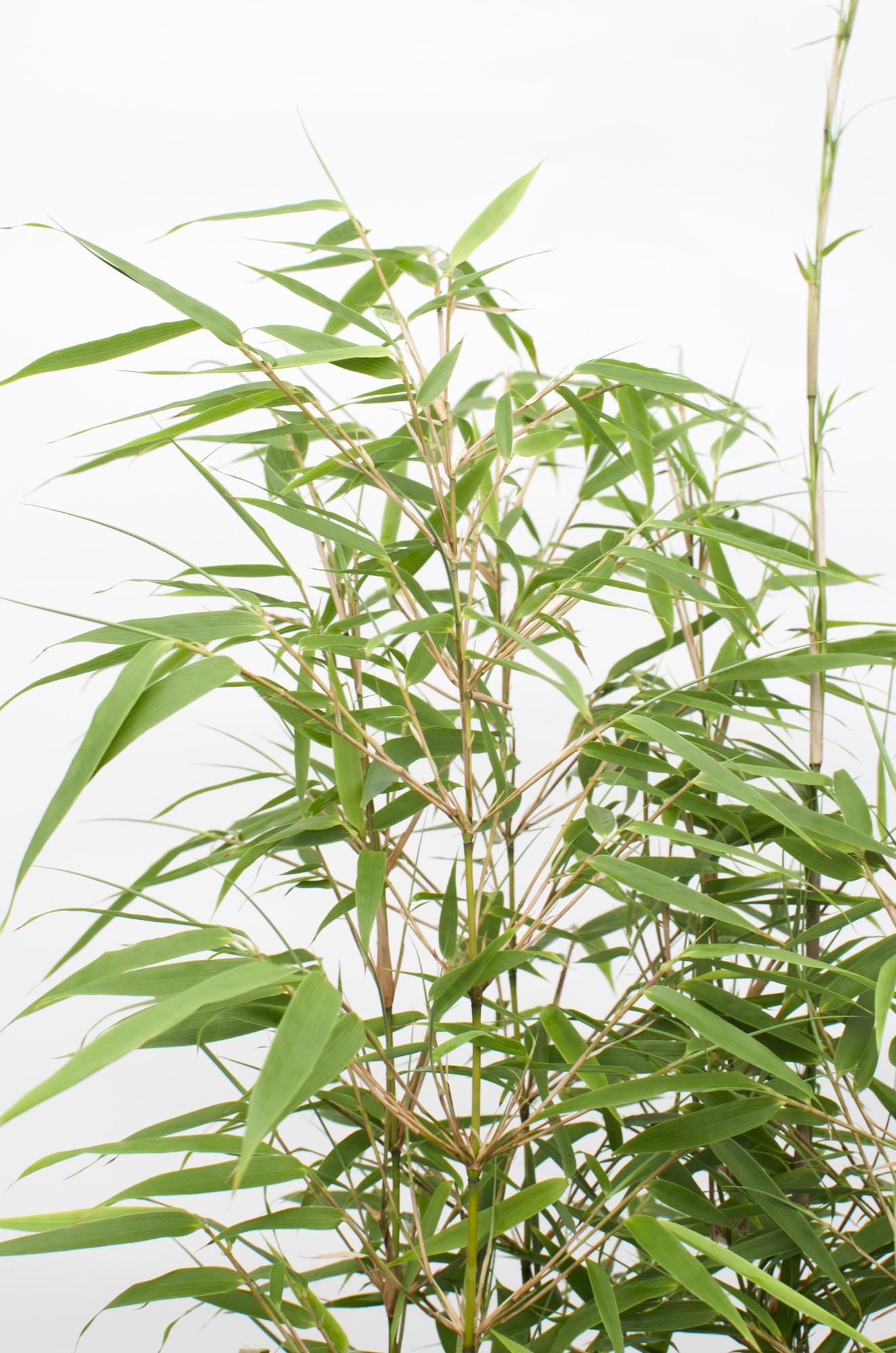 Fargesia rufa – clump-forming garden bamboo in various heights