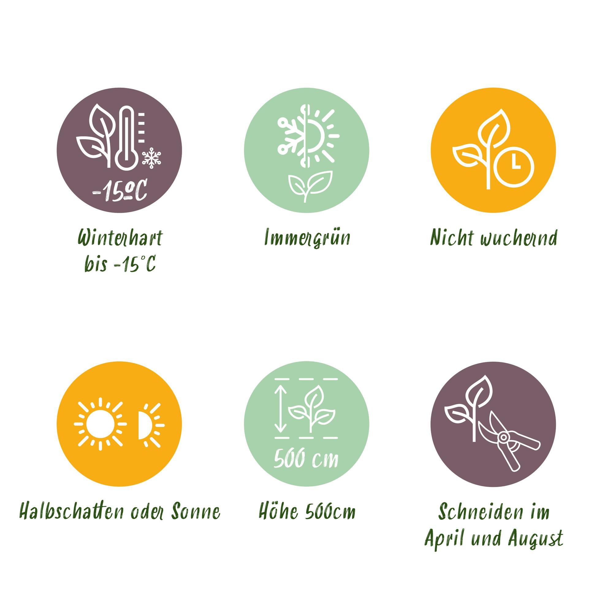 Prunus Lusitanica 'Angustifolia' – Portuguese laurel cherry