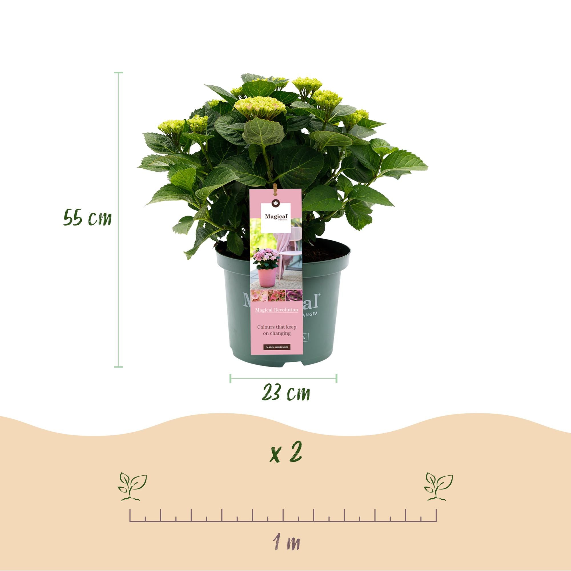 Hydrangea 'Magical Revolution' Pink – Hydrangea, 6–10 flowers – 23 cm pot, 55 cm tall
