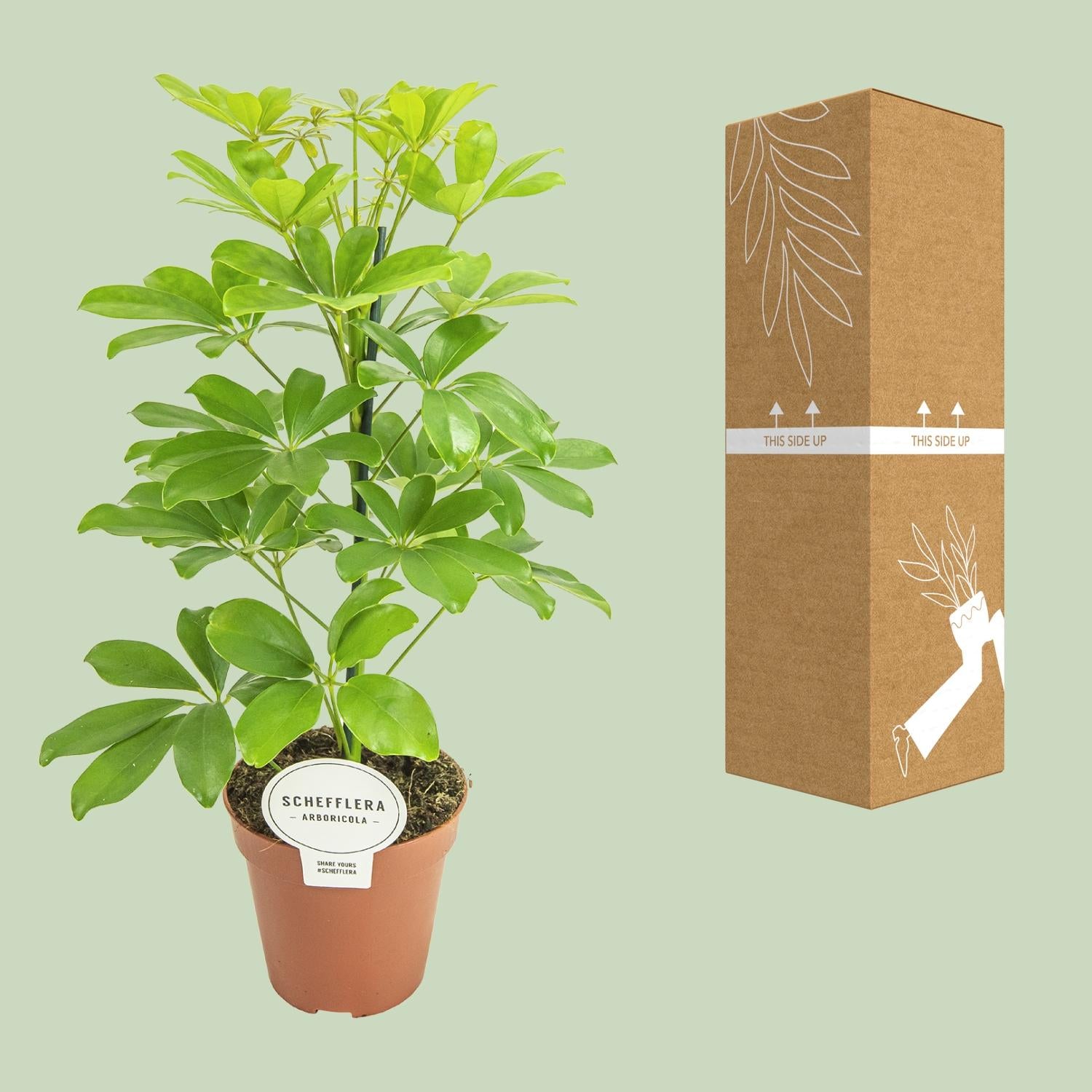 Schefflera Nora – Umbrella Tree - 35-45 cm