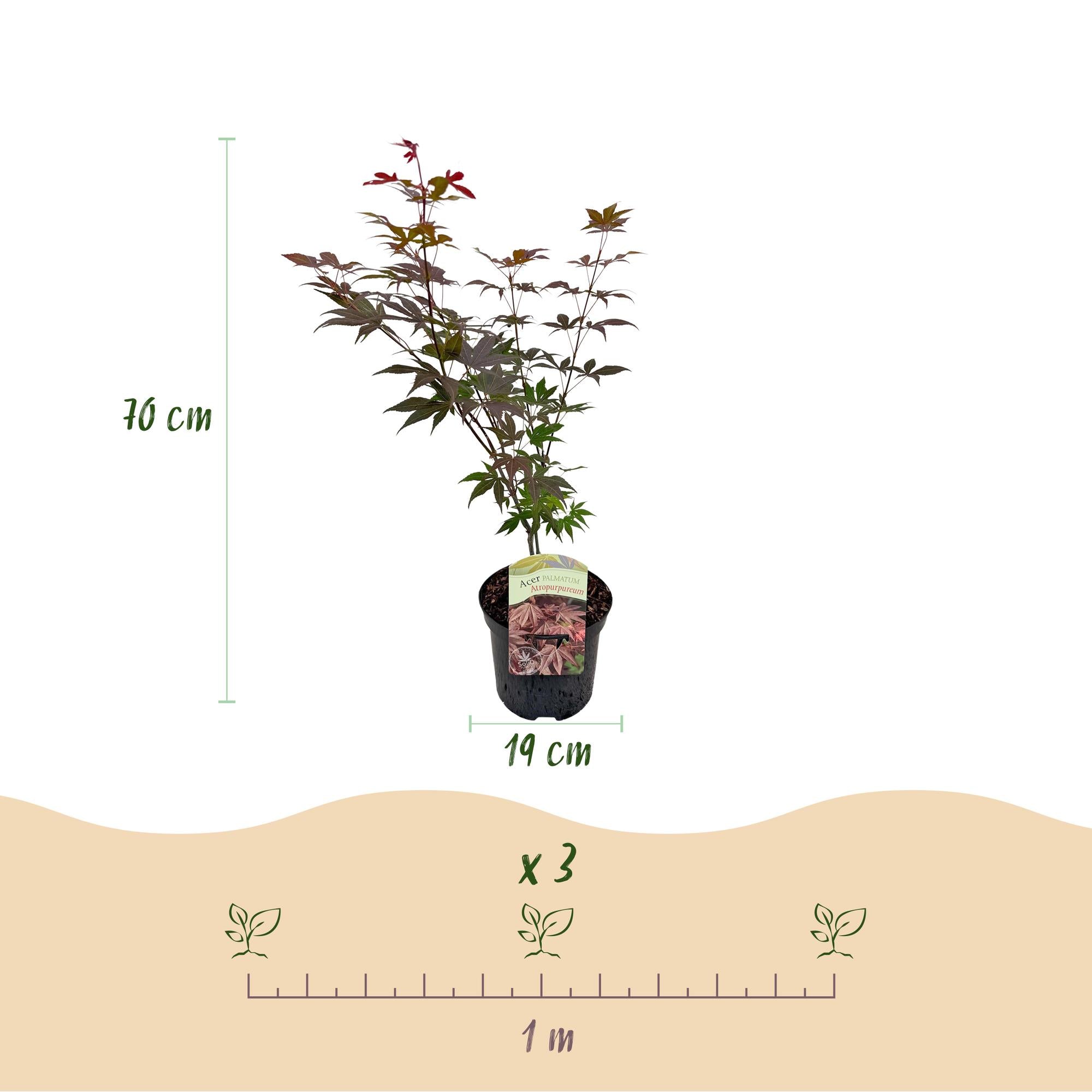 Japanese maple – variety 'Atropurpureum', purple, deciduous, 19 cm pot, 70 cm height