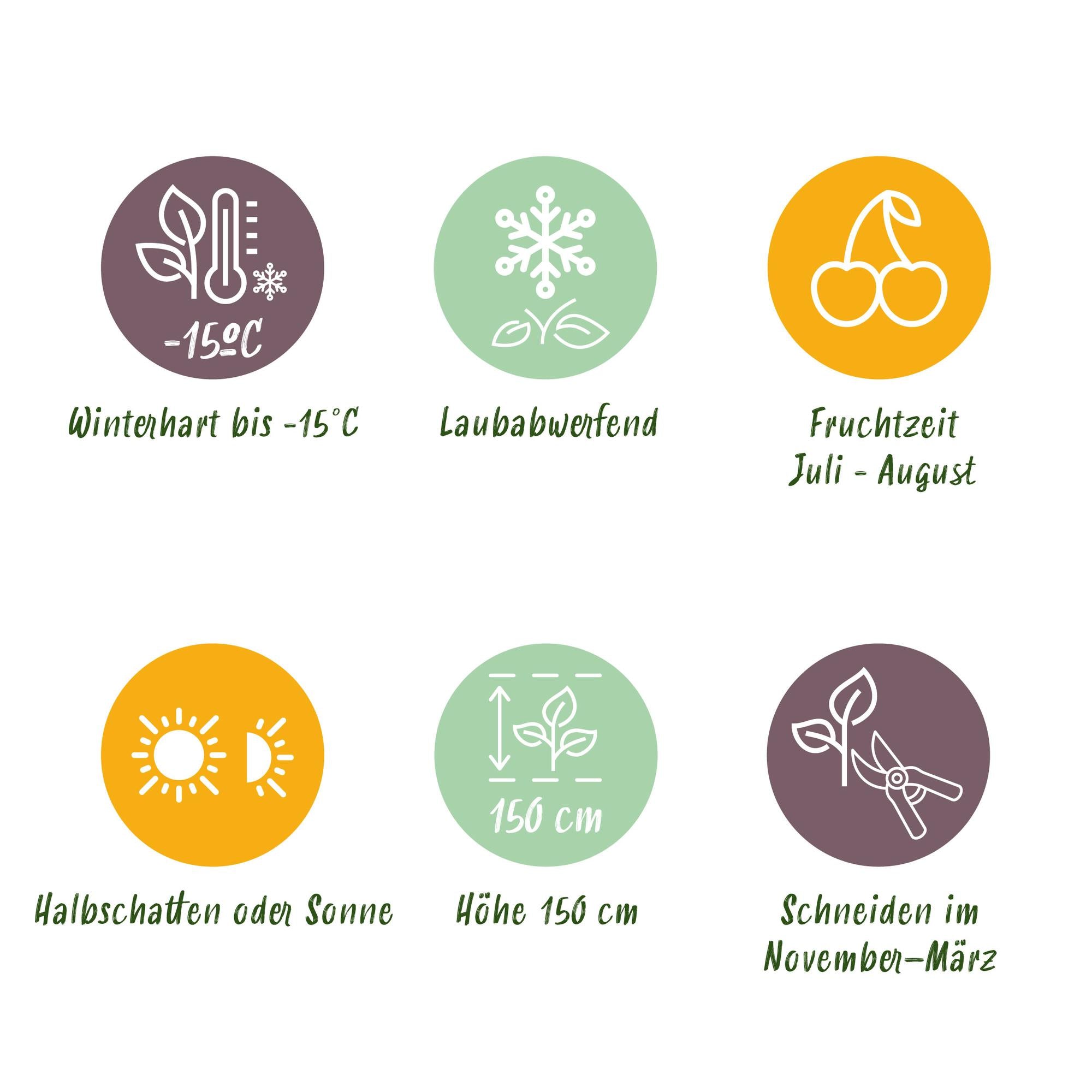 Blackcurrant “White Pearl” – white berries, 2 plants, approx. 40 cm tall