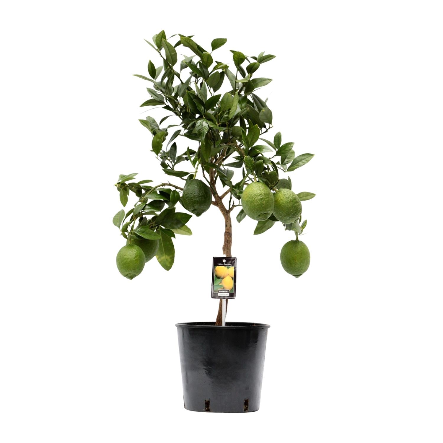 Lemon tree (Citrus lemon) – 35–80 cm