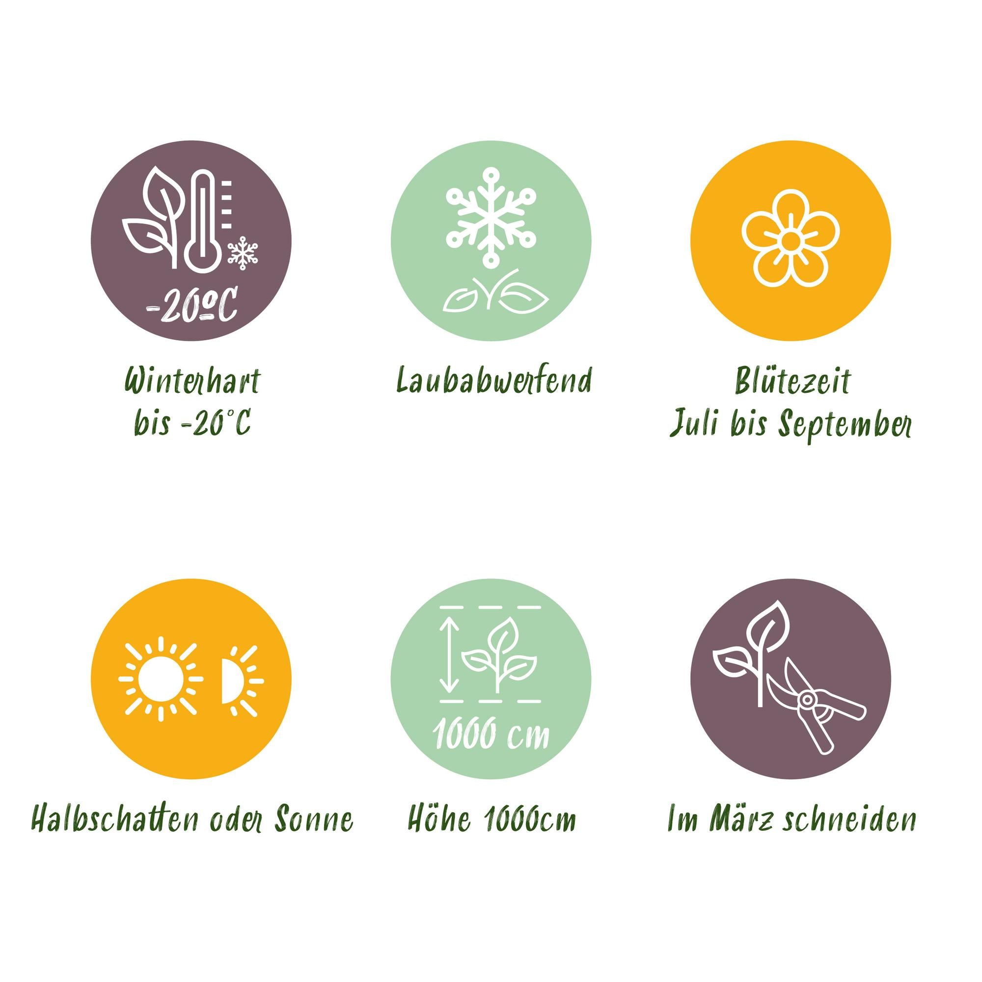 Campsis radicans 'Madame Galen' – Trombetta, fioritura arancione, 2 piante, vaso da 11 cm, altezza 40 cm