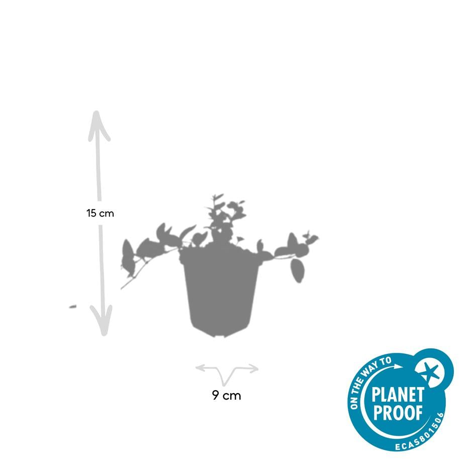 Immergrün ‘Argenteovariegata’ – buntlaubige Sorte, 9 cm Topf, 10–25 cm