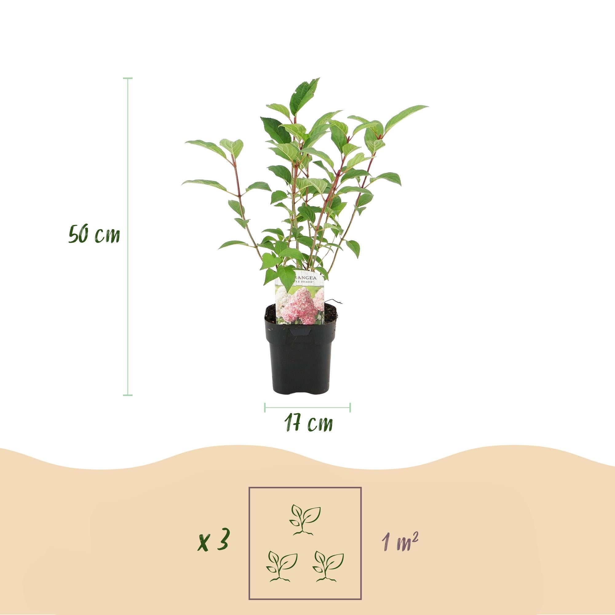 Panicle hydrangea 'Vanille Fraise' – deciduous, large white-pink flowers, 17 cm pot, 50 cm tall