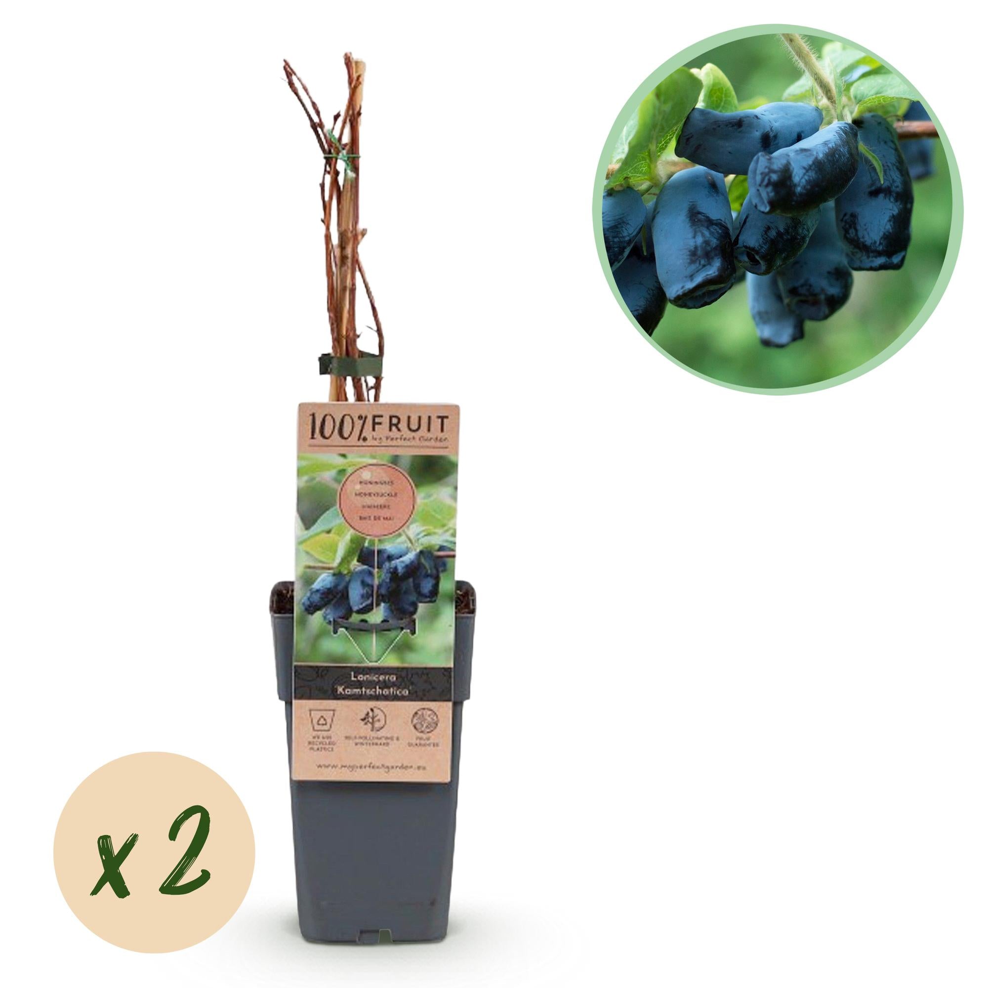 Honeyberry (Lonicera caerulea 'Kamchatika') – 2 piante, vaso da 15 cm, altezza 50 cm
