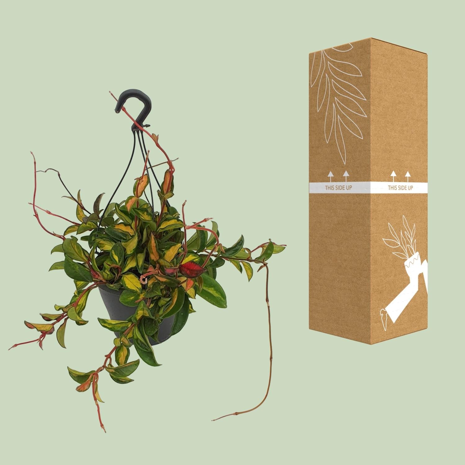 Hoya Carnosa 'Tricolor' – Wax Flower - 19 cm pot, 20 cm tall