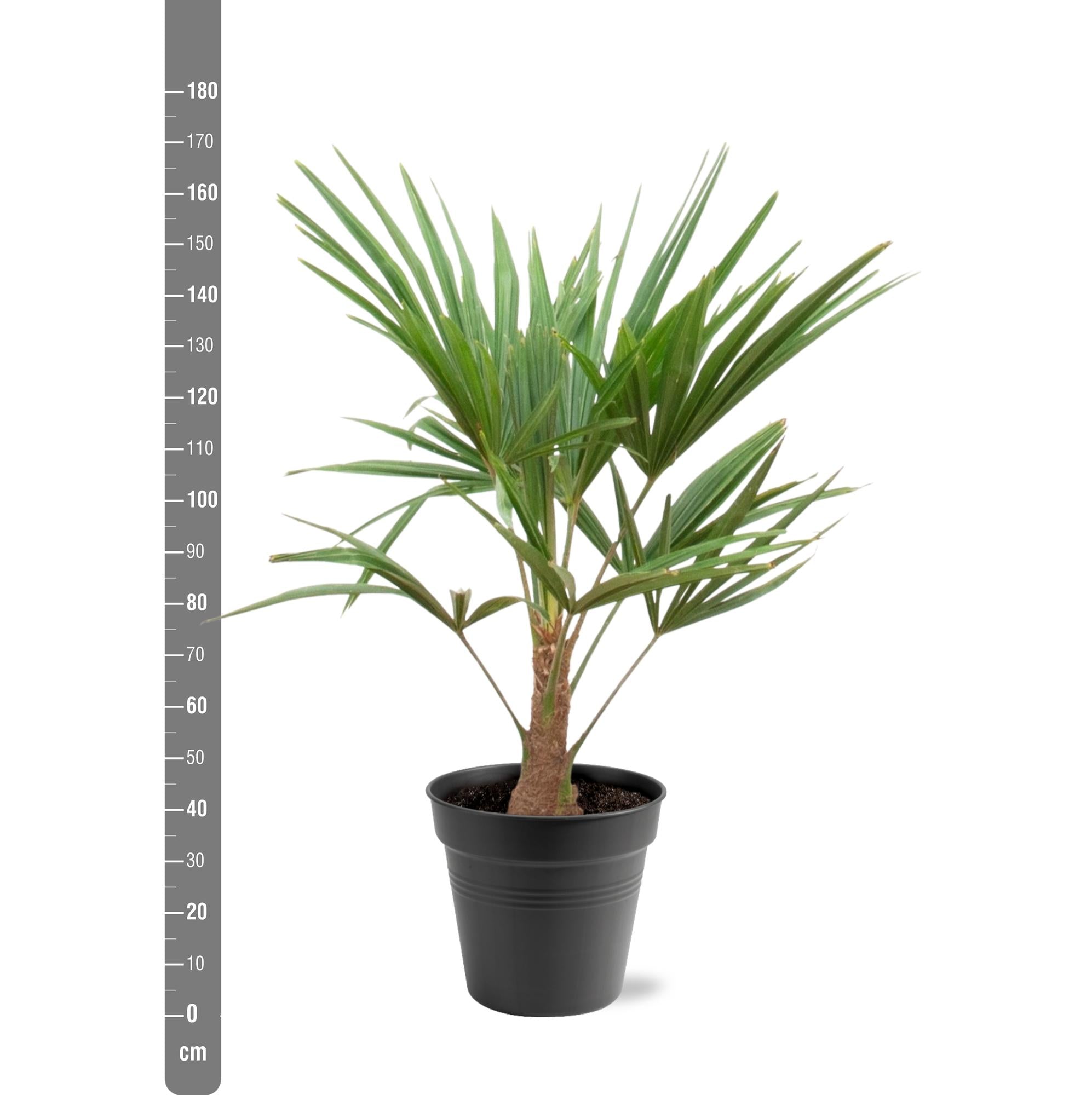 Trachycarpus fortunei – palma robusta e resistente, vaso da 21 cm, altezza 90–100 cm
