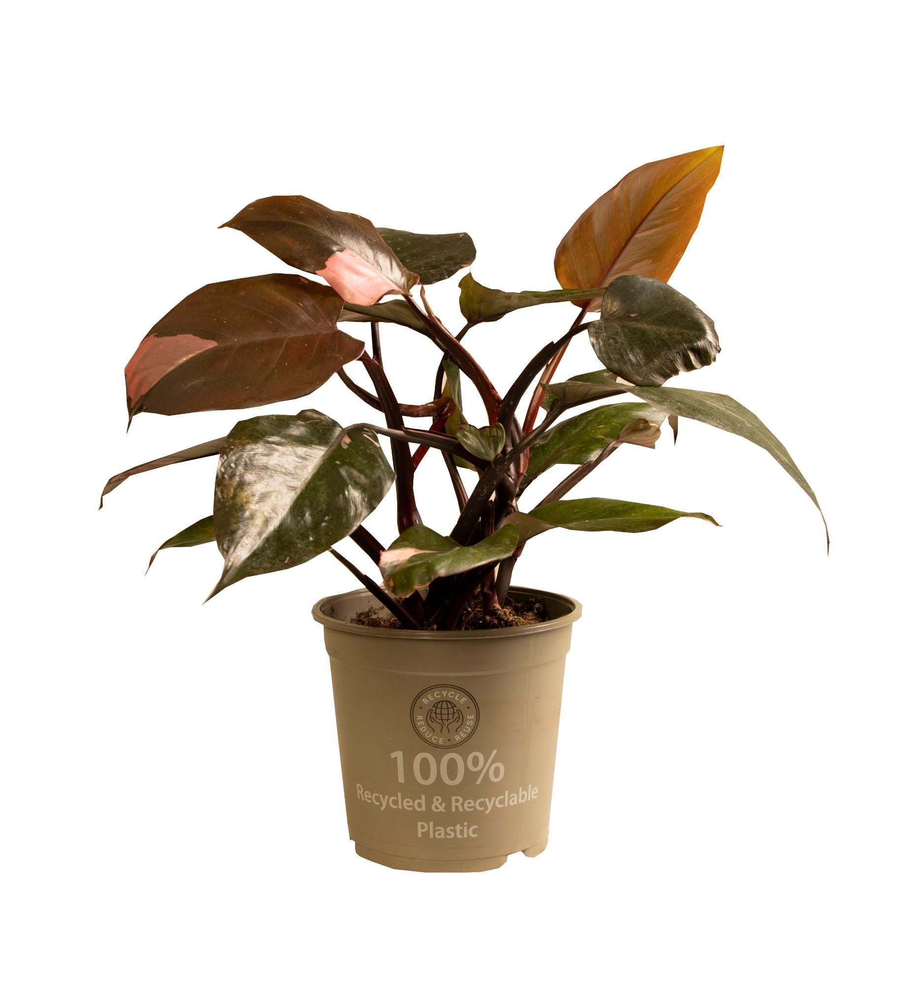 Philodendron Pink Princess – Rosa Philodendron - 35-50 cm