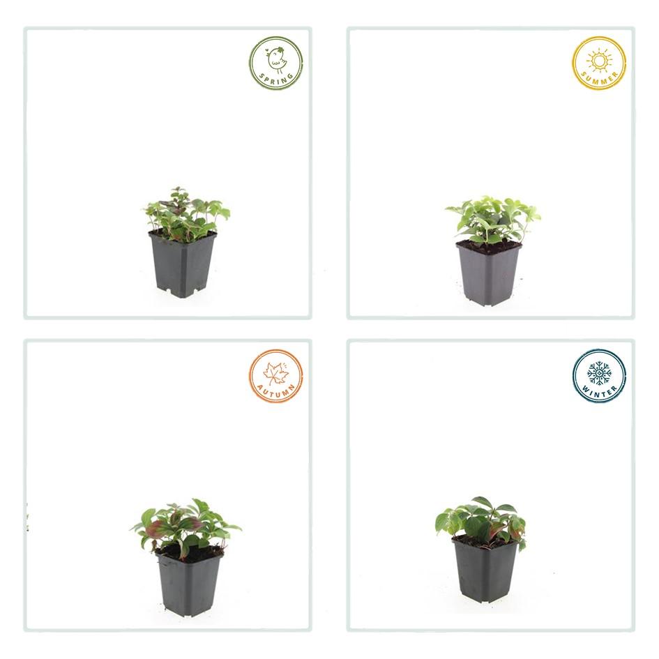 Cornus canadensis – Bodendeckender Hartriegel, 9 cm Topf, 10–25 cm