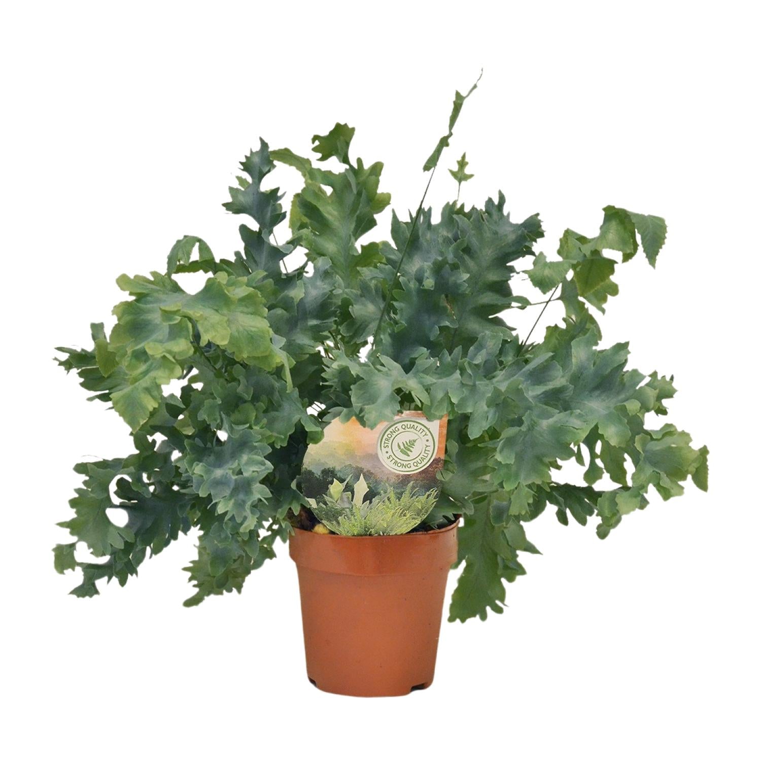 Phlebodium Davana – Davana-Farn - 35-60 cm