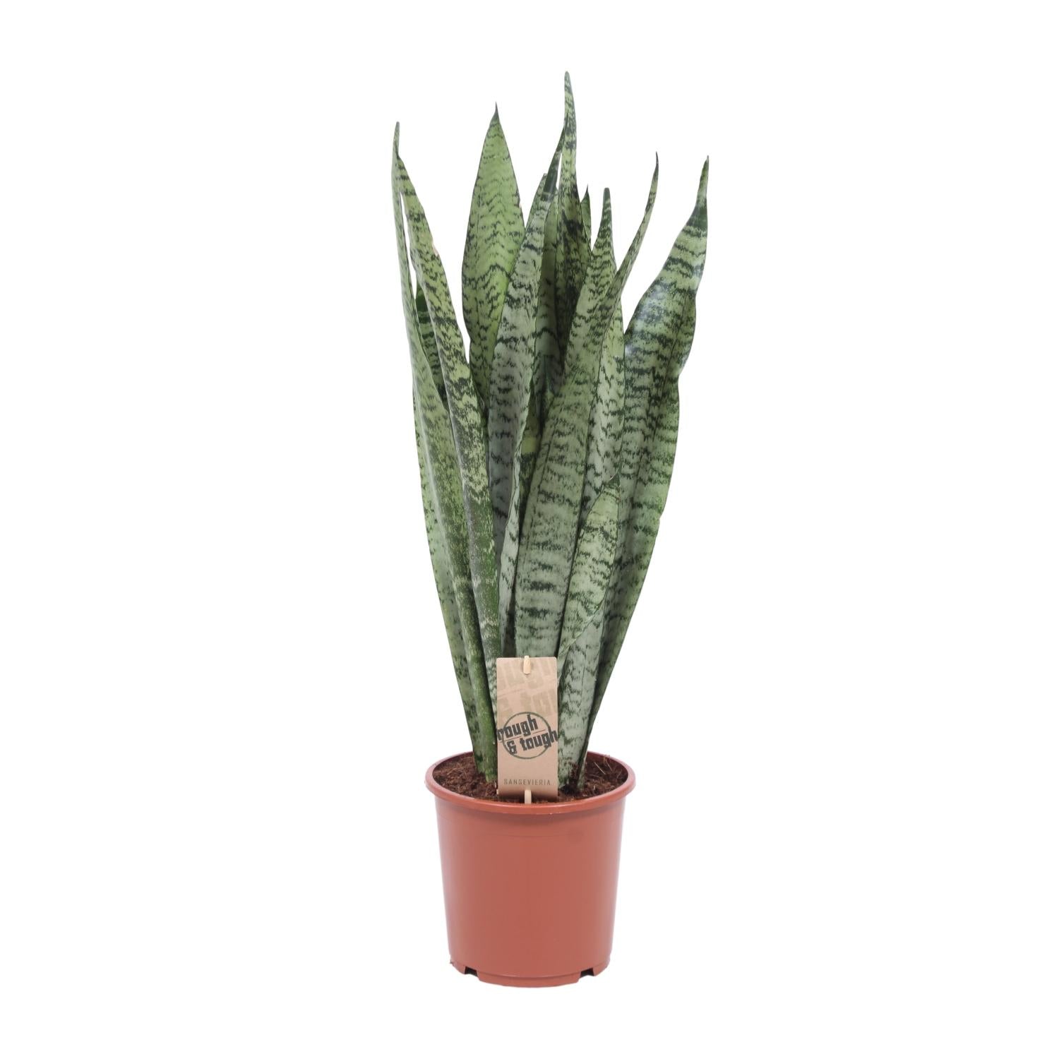 Sansevieria zeylanica – Zeylan snake plant - 70-120 cm
