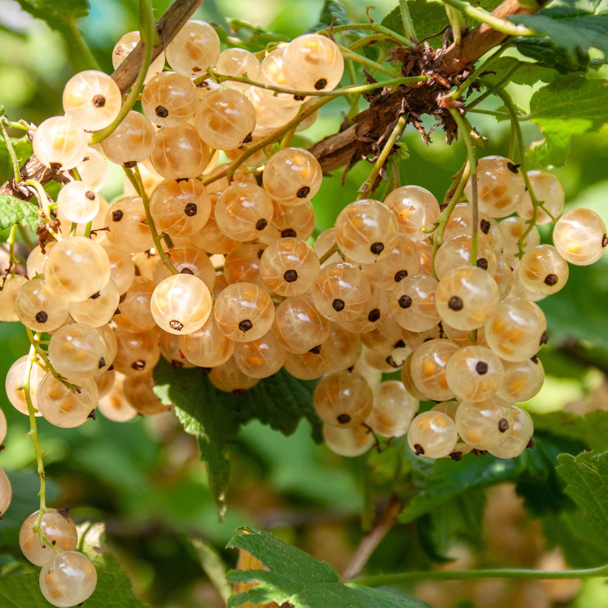 Blackcurrant “White Pearl” – white berries, 2 plants, approx. 40 cm tall