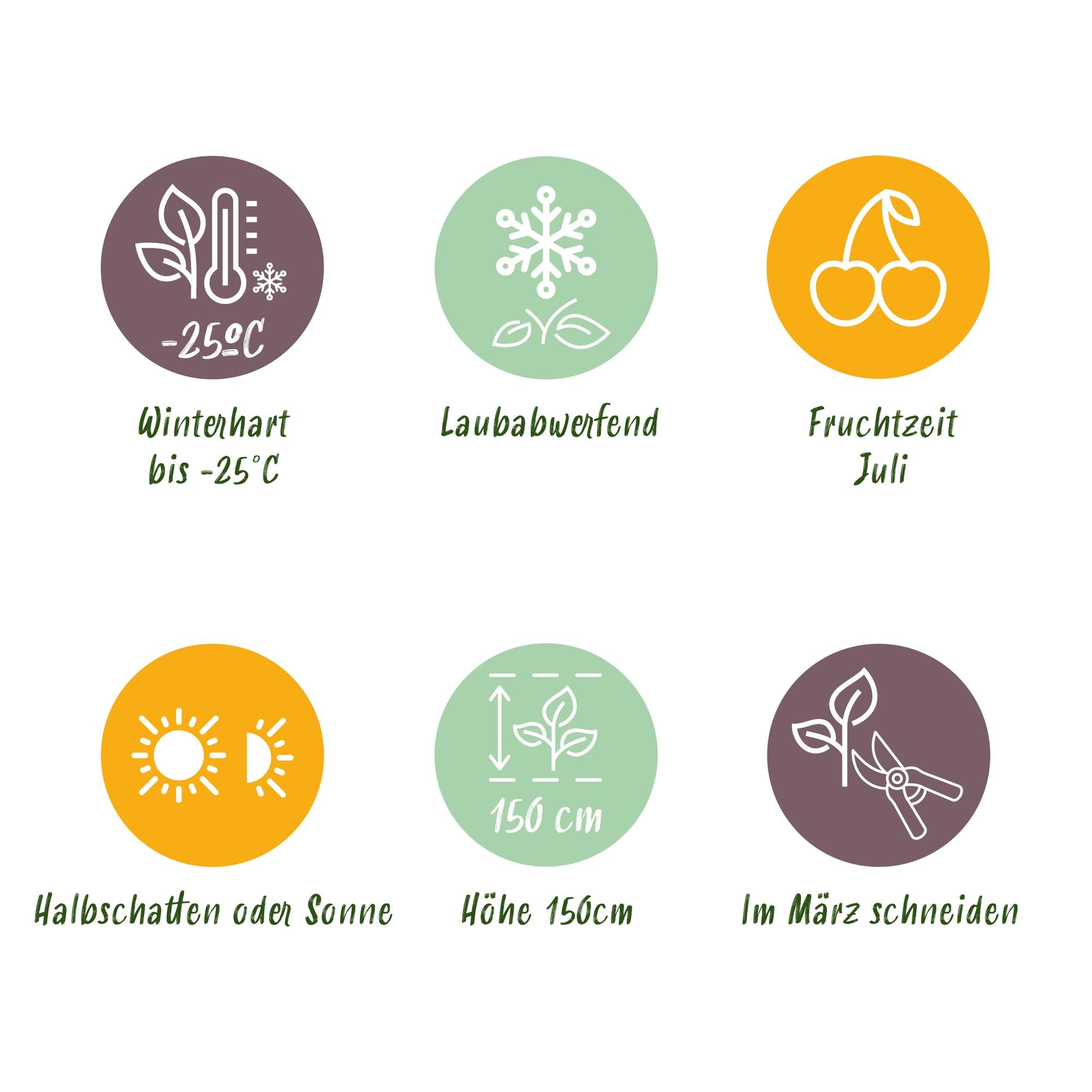 Honeyberry (Lonicera caerulea 'Kamchatika') – 2 piante, vaso da 15 cm, altezza 50 cm