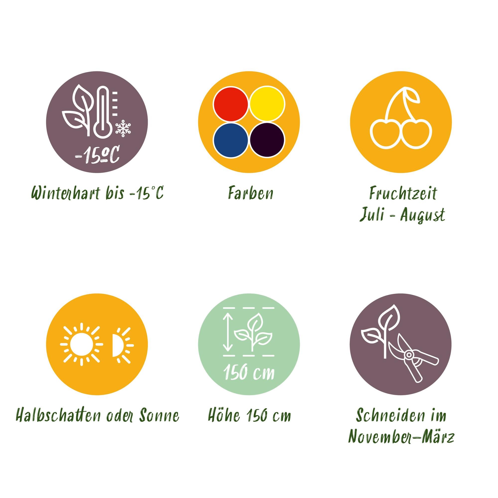 Berry mix – 4 fruit plants: Red berry, yellow raspberry, blackberry & blueberry (11 cm pot, 40 cm high)