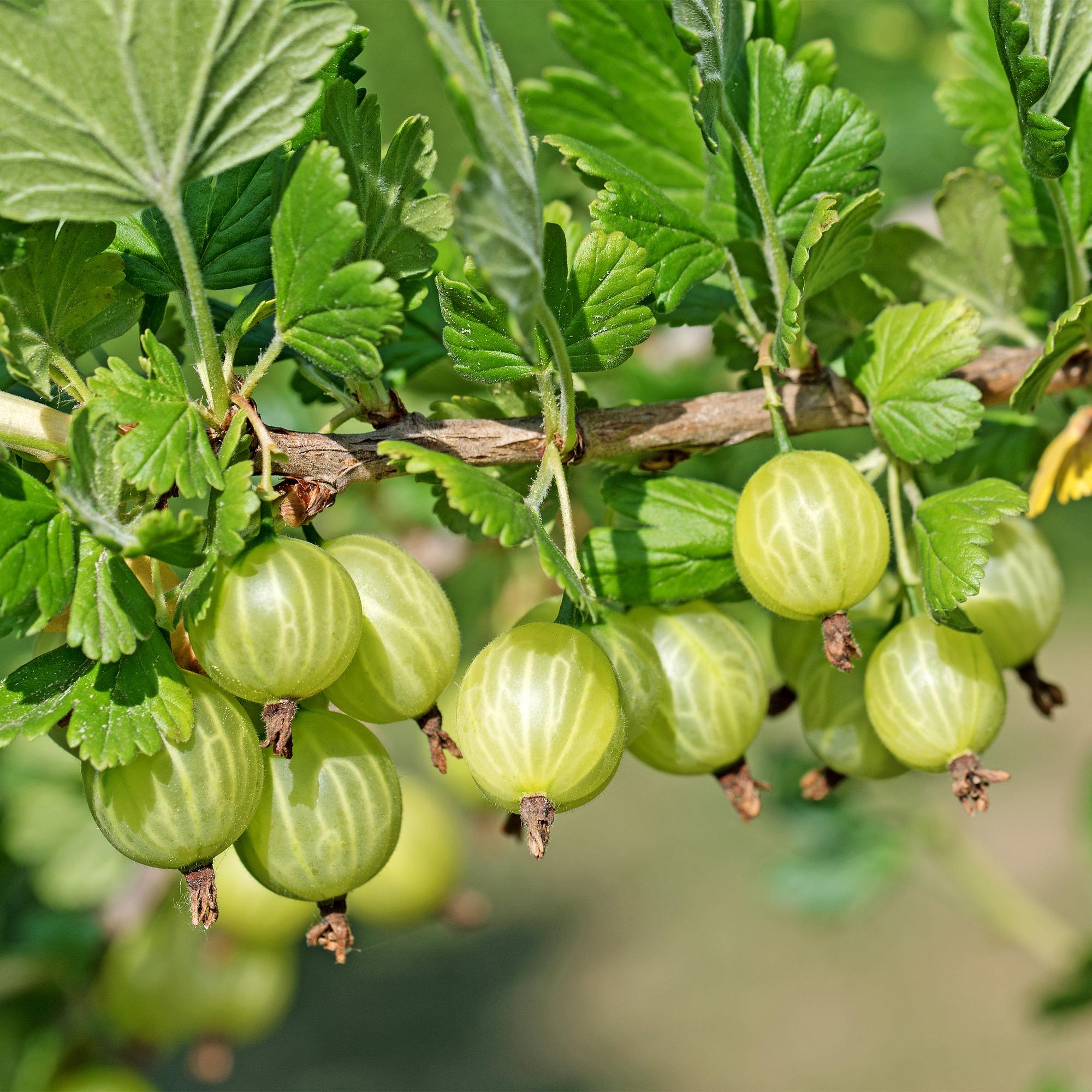 Gooseberry fruit plant “Invicta” – 2 plants, 11 cm pot, approx. 40 cm tall