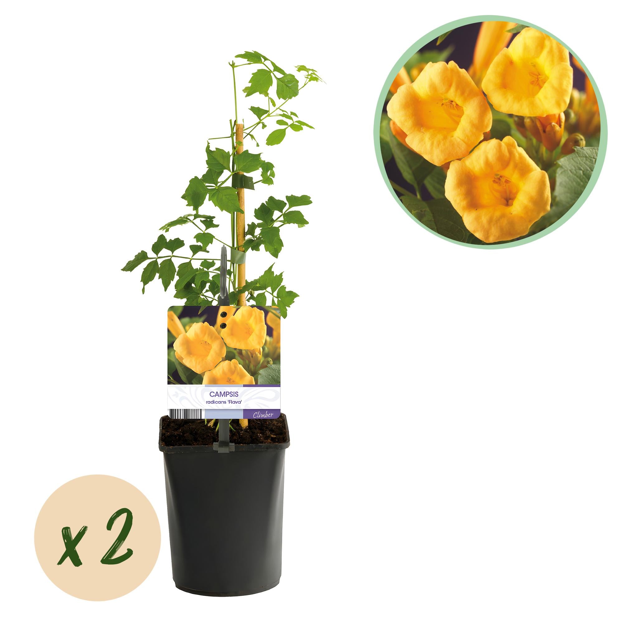 Campsis radicans 'Flava' – trombetta a fioritura gialla, 2 piante, vaso da 11 cm, altezza 40 cm
