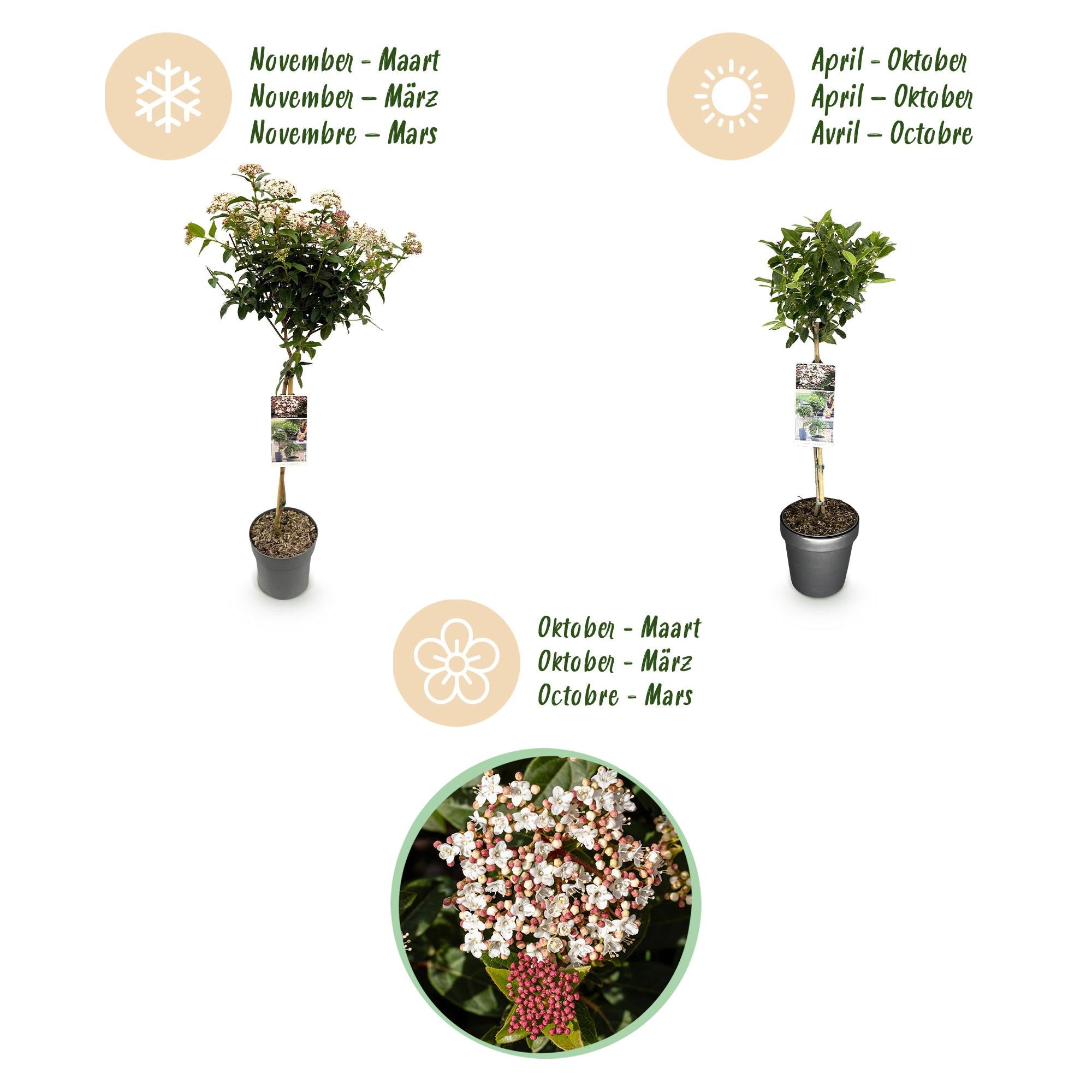 Pianta sempreverde standard Viburnum tinus – fiori bianco-rosa – vaso da 19 cm, altezza 90 cm