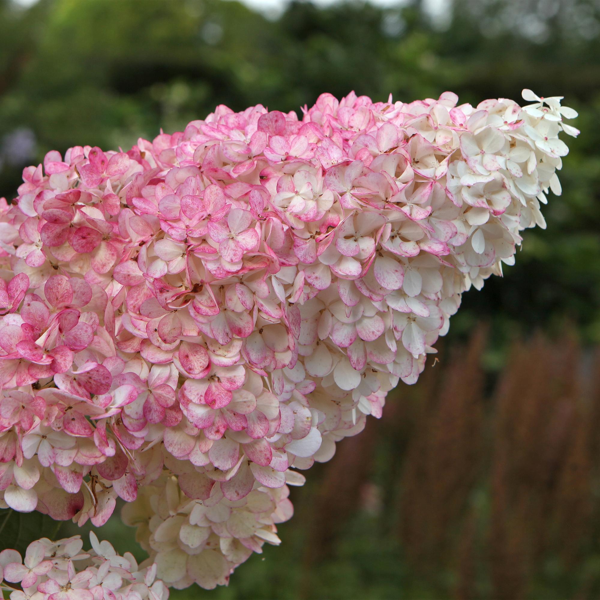 Panicle hydrangea 'Vanille Fraise' – deciduous, large white-pink flowers, 17 cm pot, 50 cm tall