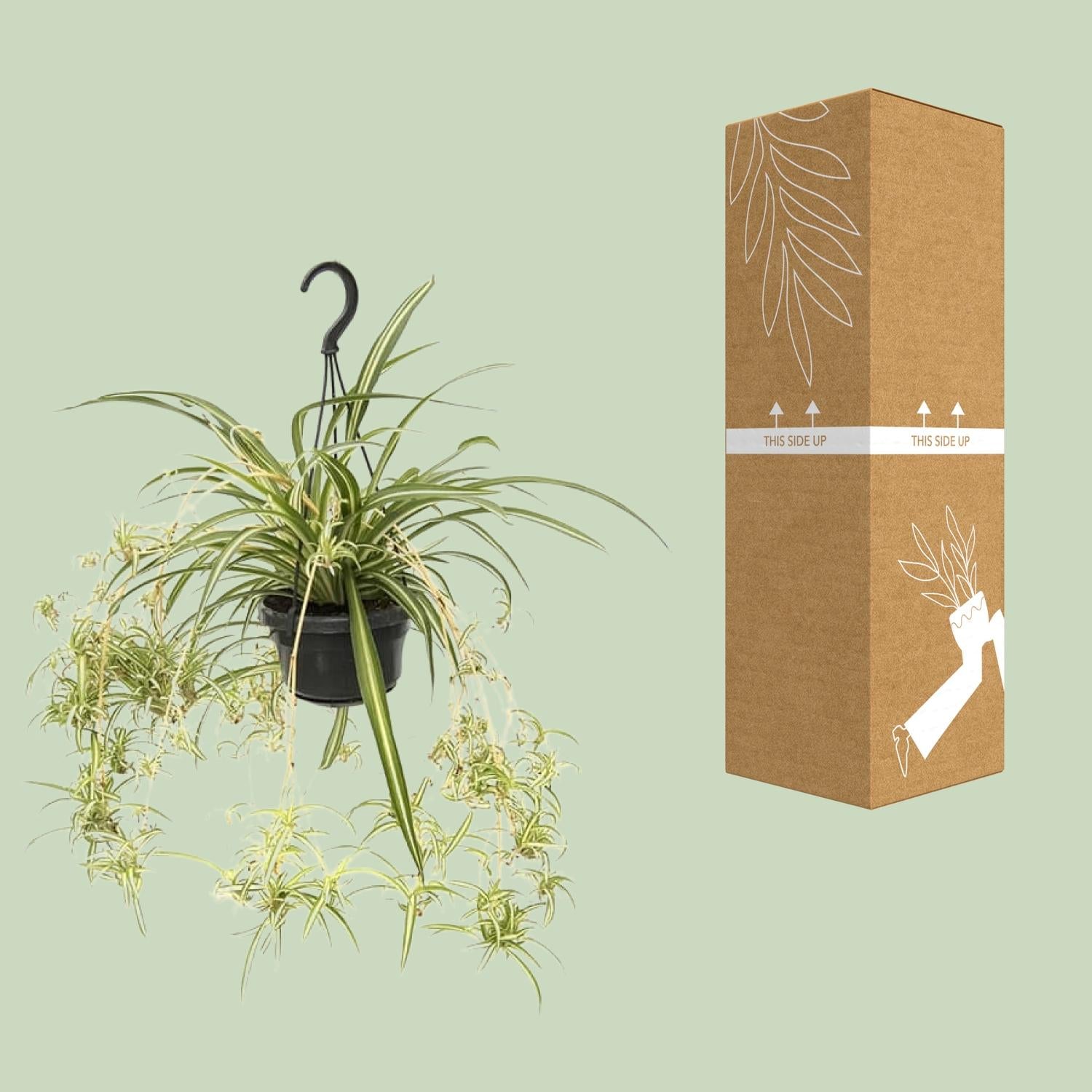 Chlorophytum comosum 'Variegatum' – Spider plant - 30-55 cm