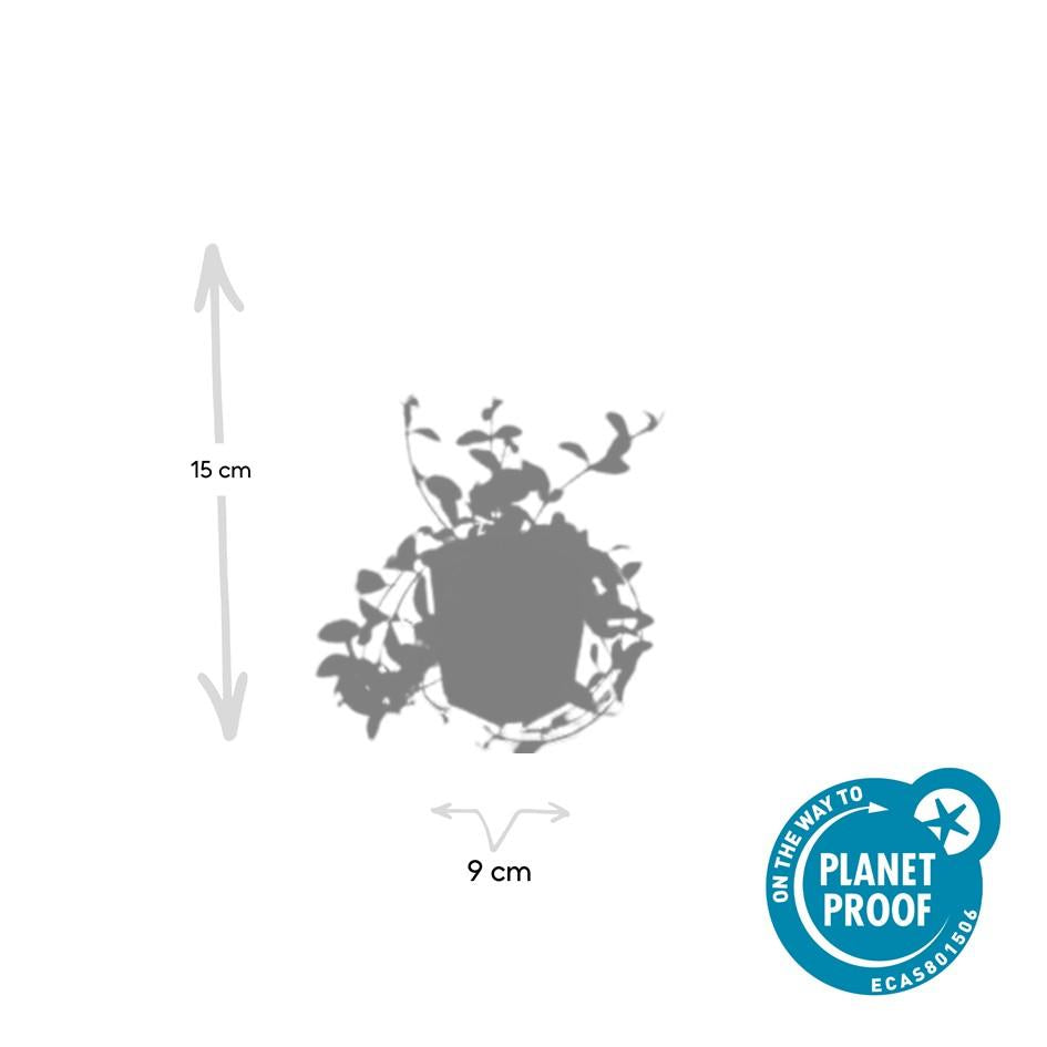 Immergrün ‘Aureovariegata’ – niedrig wachsend, 9 cm Topf, 10–25 cm Höhe