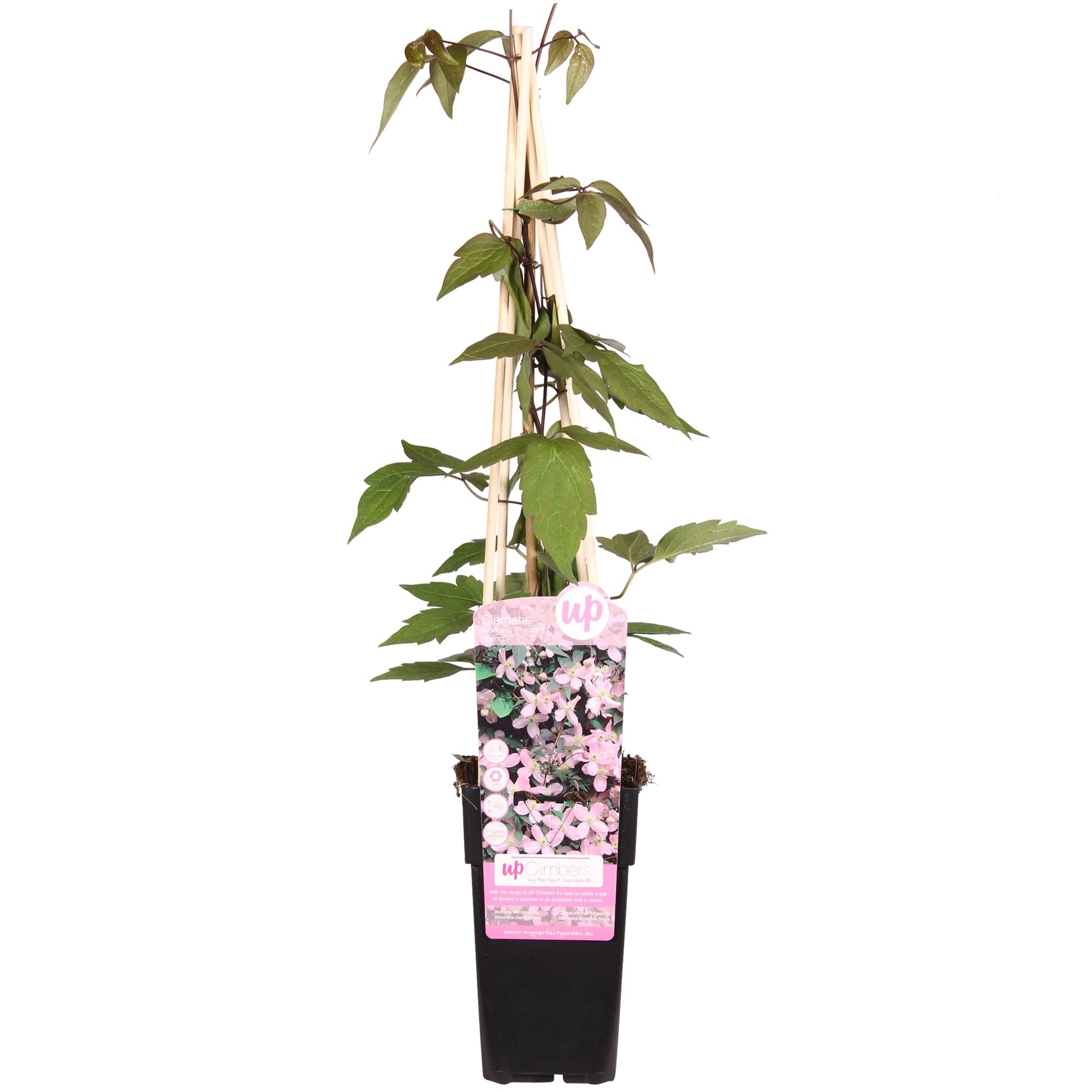 Clematis 'Fragrant Spring' (Clematis montana) – light pink flowers, 15 cm pot, 65 cm height