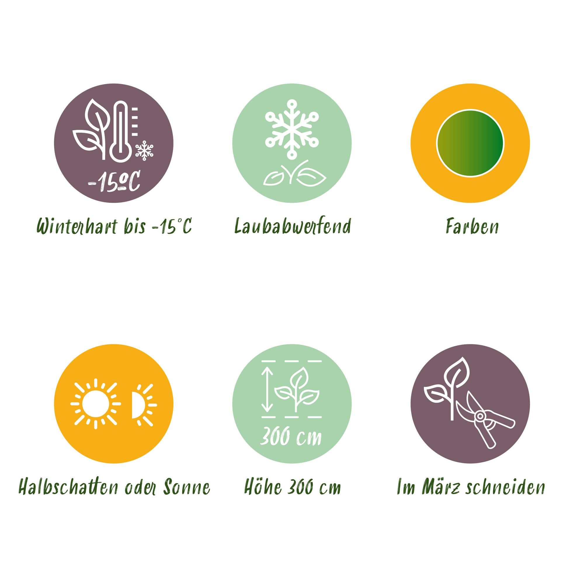 Acer Palmatum 'Metamorphosa' – Japanese maple, deciduous – 19 cm pot, 70 cm tall