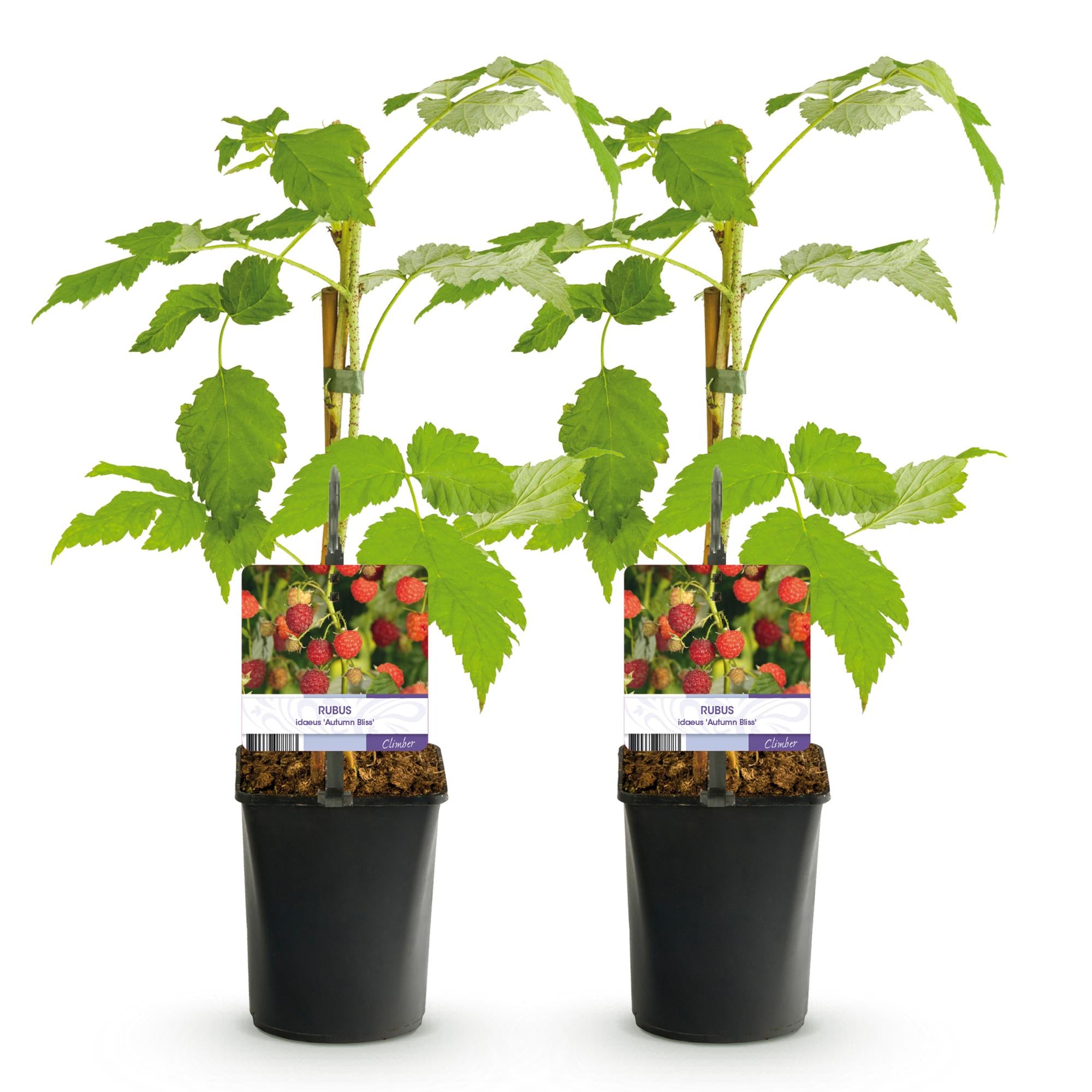 Red Raspberry “Autumn Bliss” – 2 strong plants in an 11 cm pot, approx. 40 cm