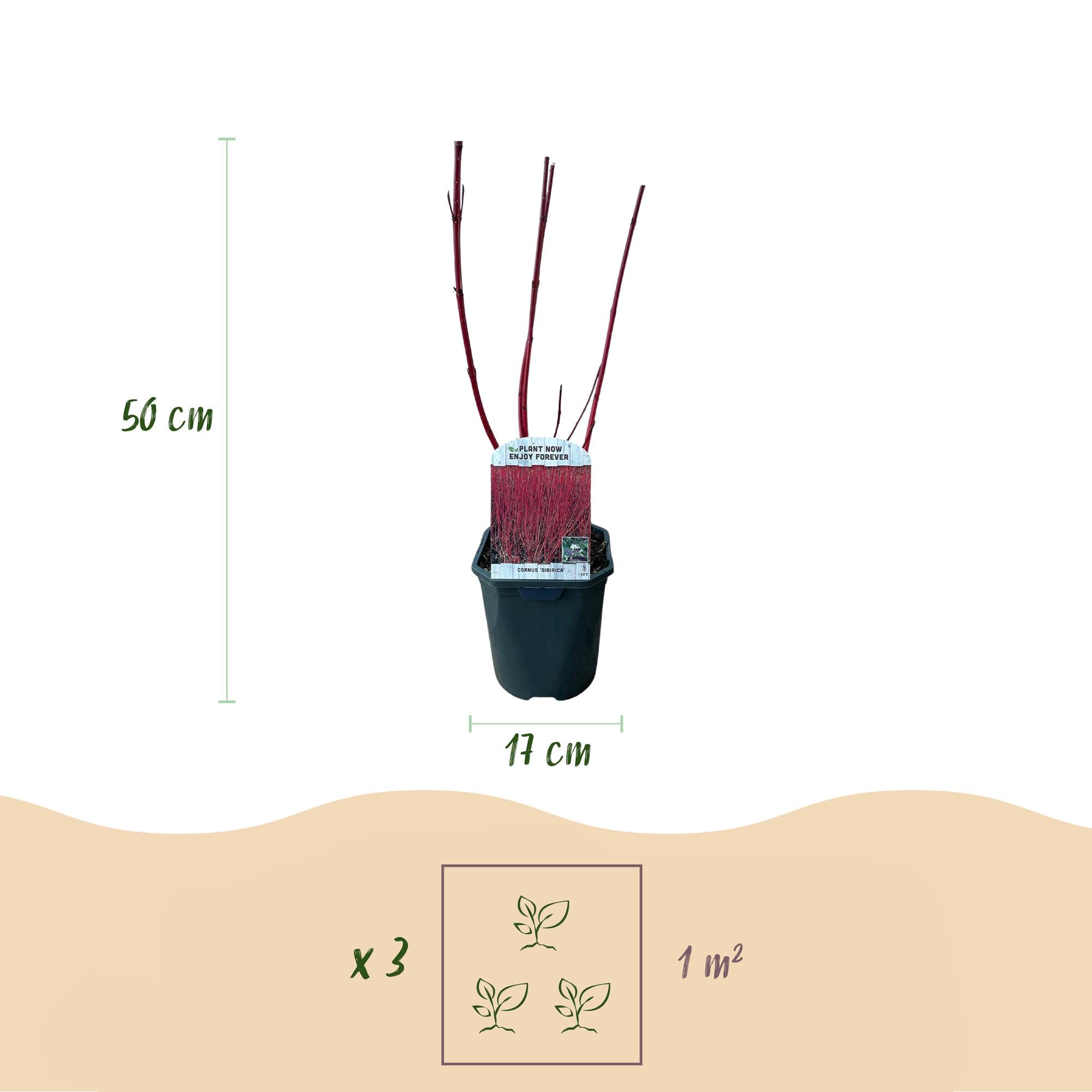 Cornus sibirica – arbusto ornamentale deciduo, rami rossi, vaso 17 cm, 45 cm