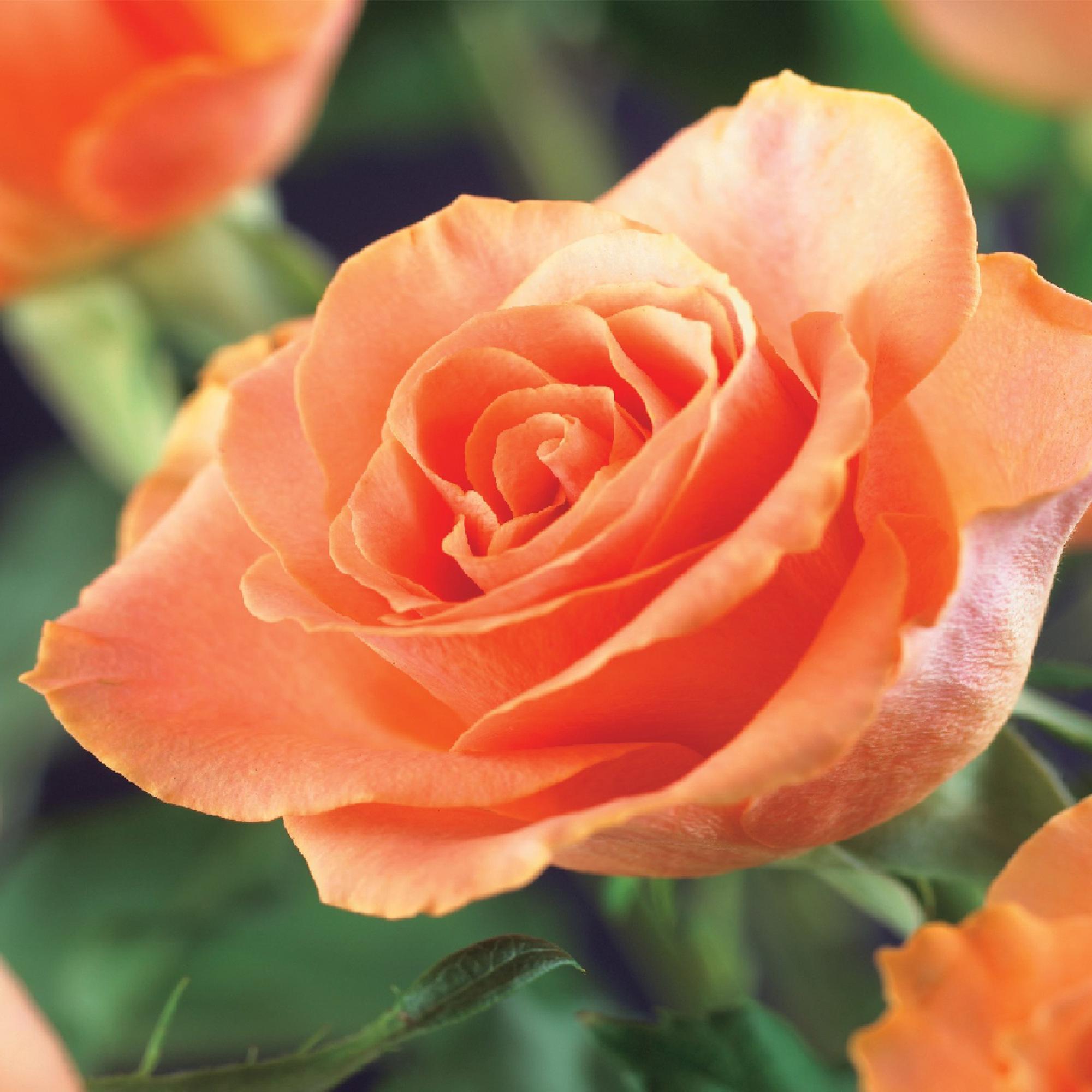 Rosa 'Orange Climber' – climbing rose with orange flowers, 2 plants, 40 cm tall