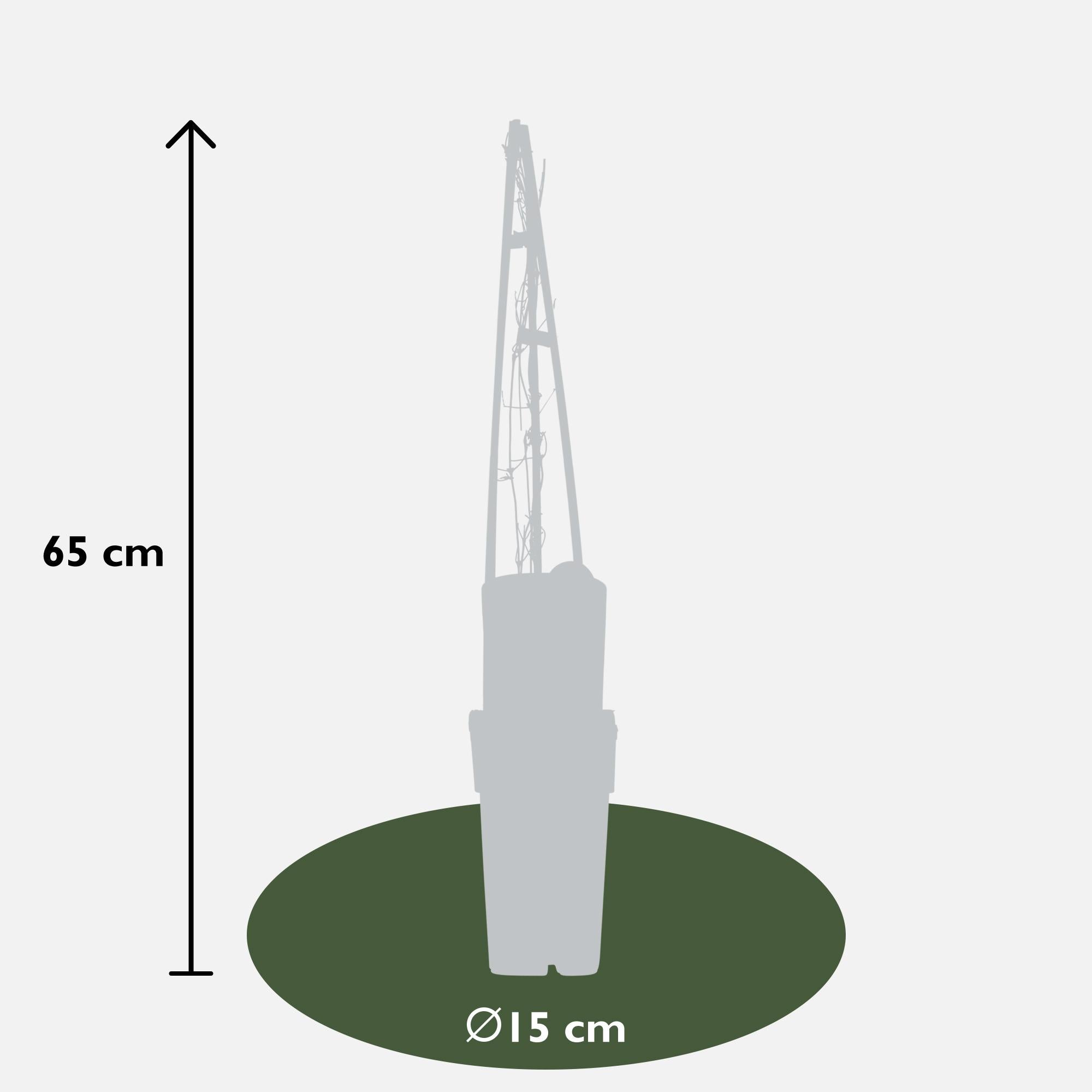 Lematis 'Miss Bateman' – white flowers, 15 cm pot, 65 cm height