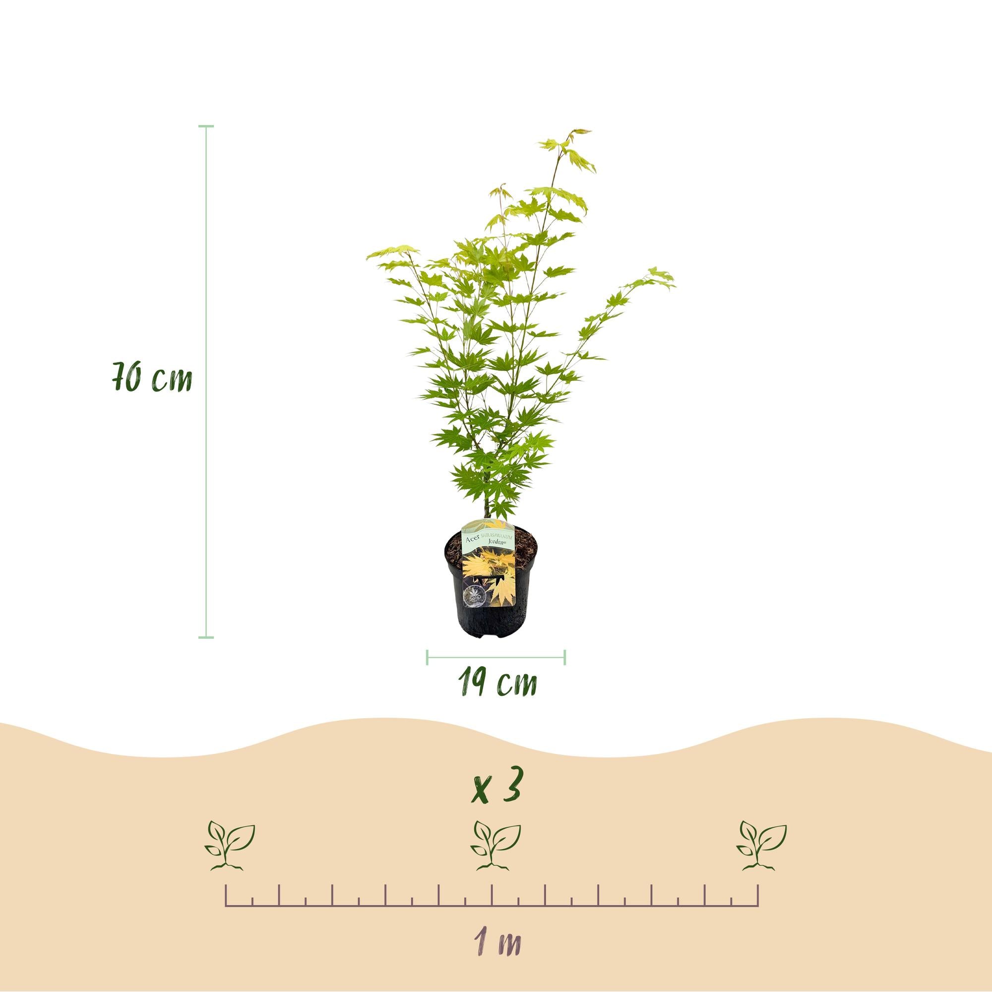 Acer Palmatum 'Jordan' – Japanese maple, deciduous – 19 cm pot, 70 cm tall